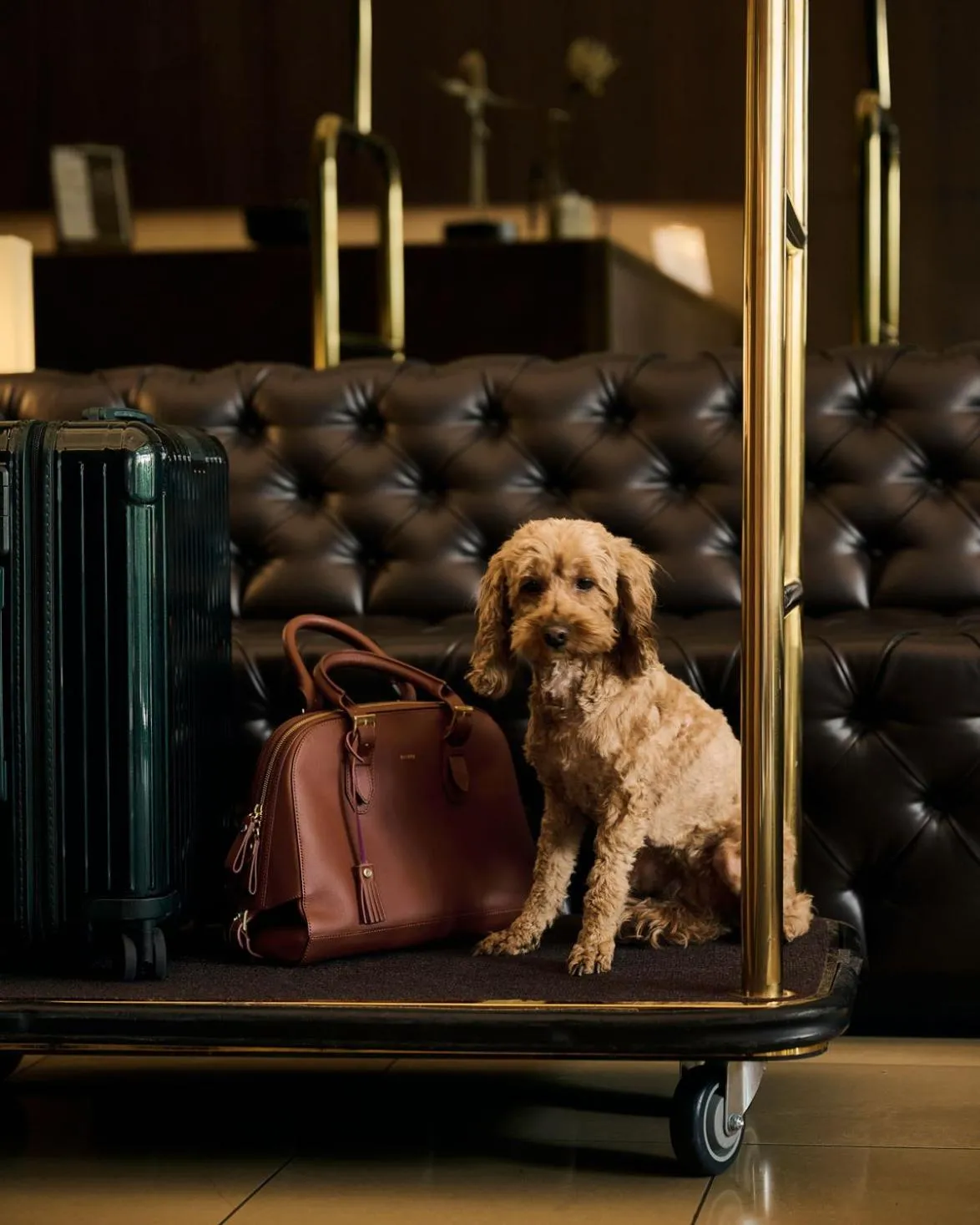 Pets in Melter Hotel & Apartments - a Neighborhood Hotel