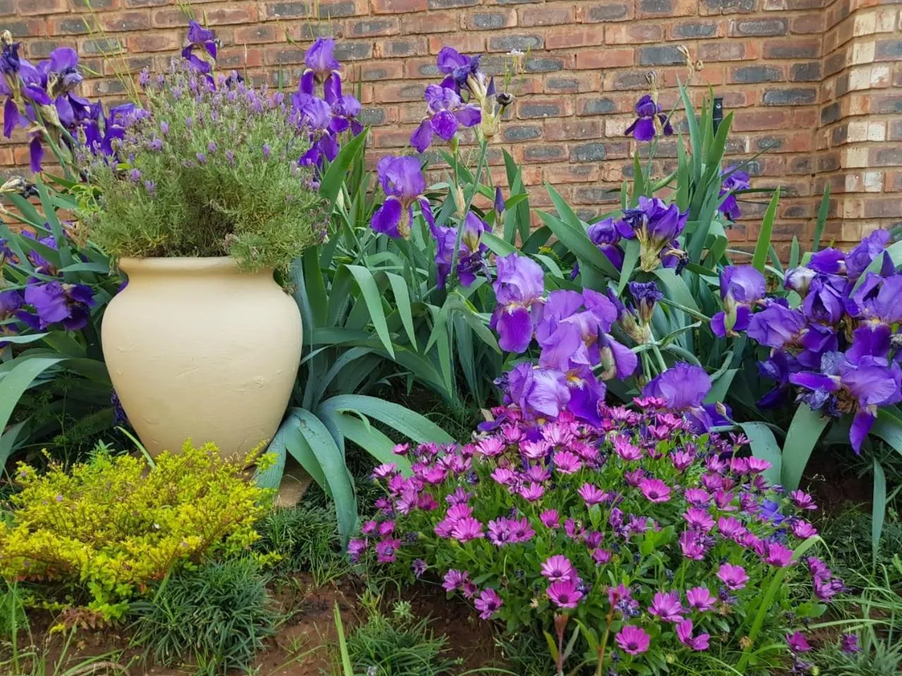 Summer in Jolani Guest House