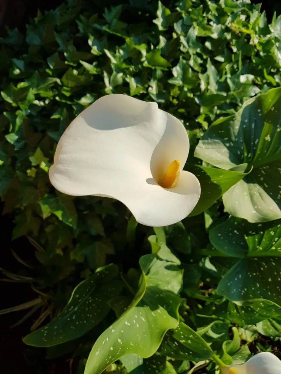Natural landscape in Jolani Guest House