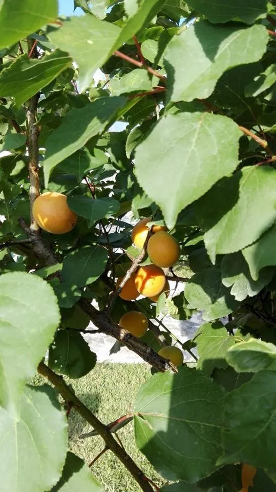 Garden in Villa Arechi