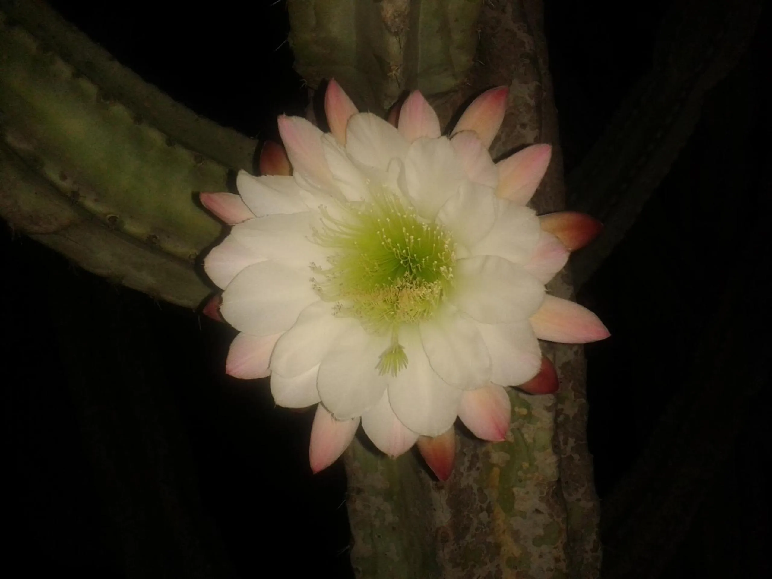 Property building in Villa Arechi