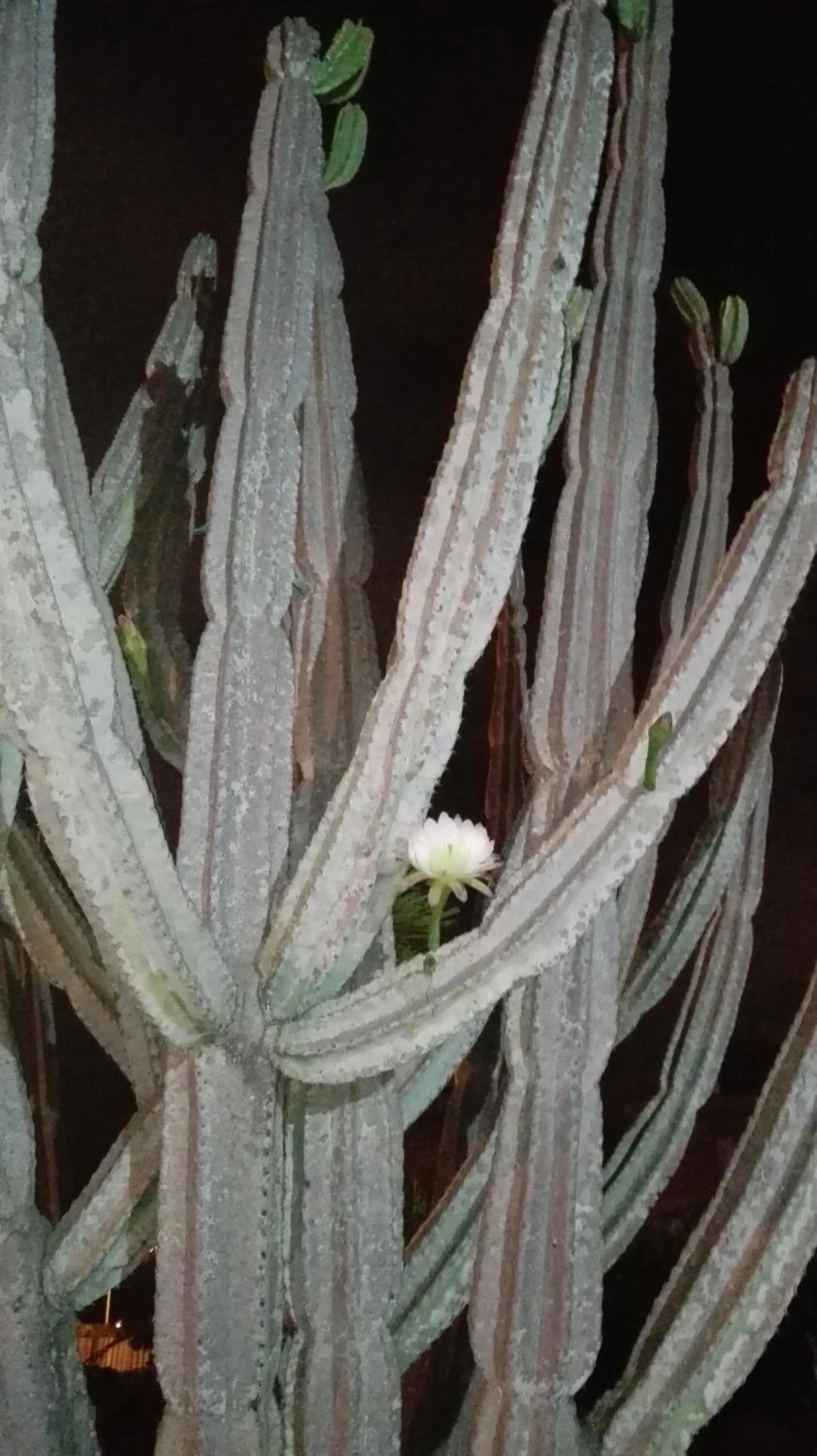 Garden in Villa Arechi