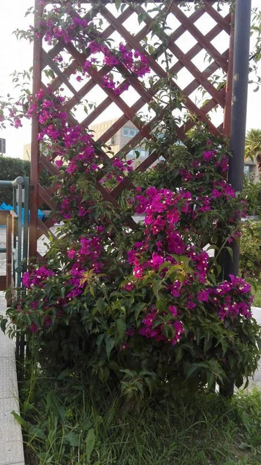 Garden in Villa Arechi