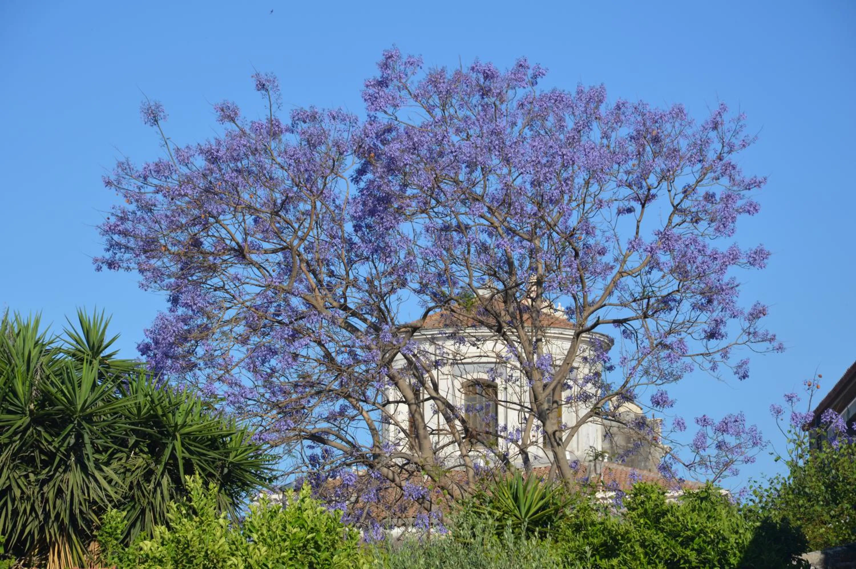 Spring in B&B Vicolo del Chiostro