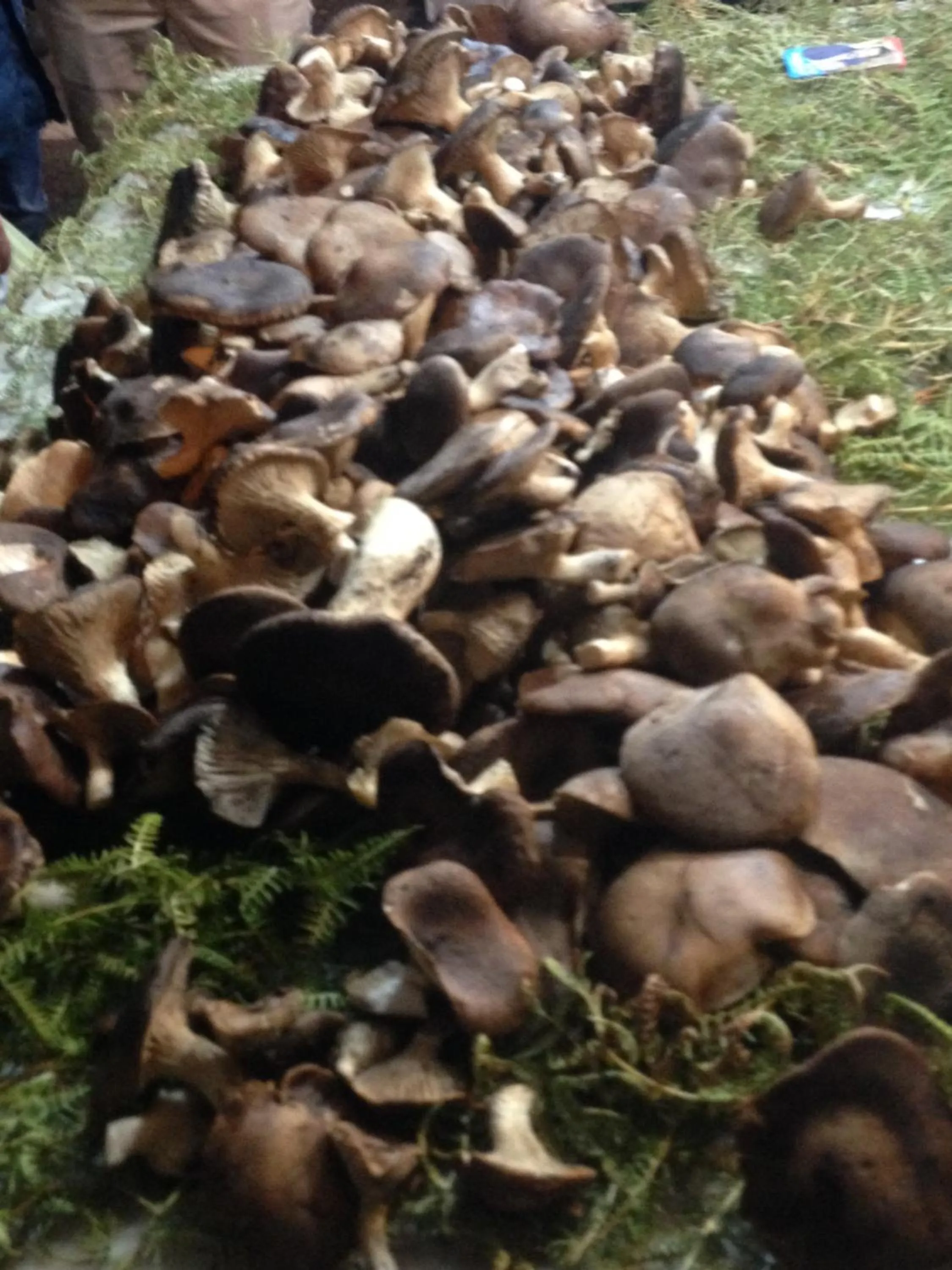 Restaurant/places to eat in B&B Vicolo del Chiostro