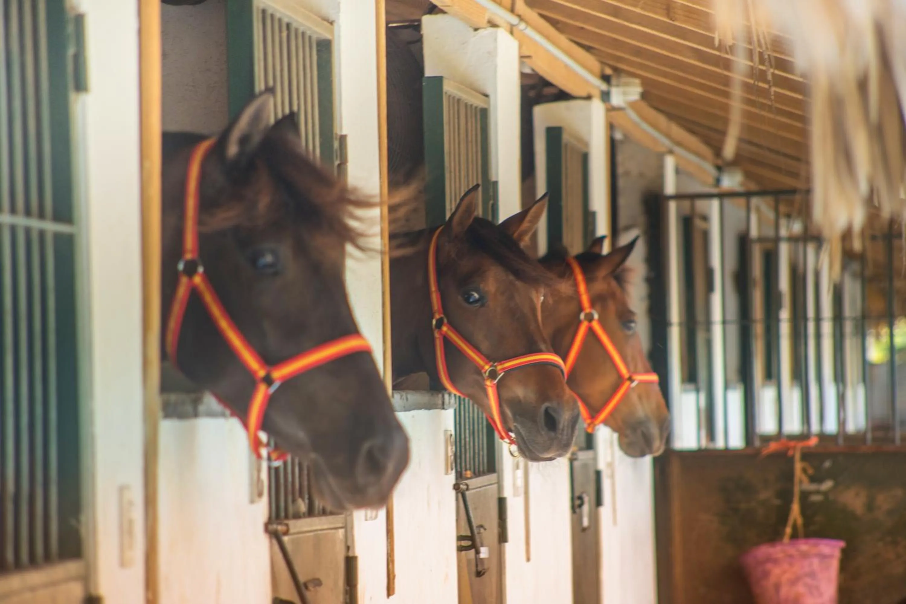 Horse-riding in Hotel Casa Hemingway