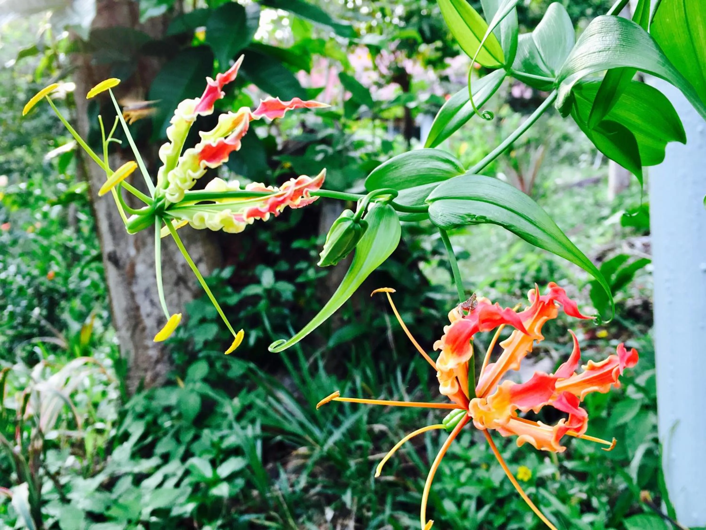 Garden in Oon Lee Bungalows