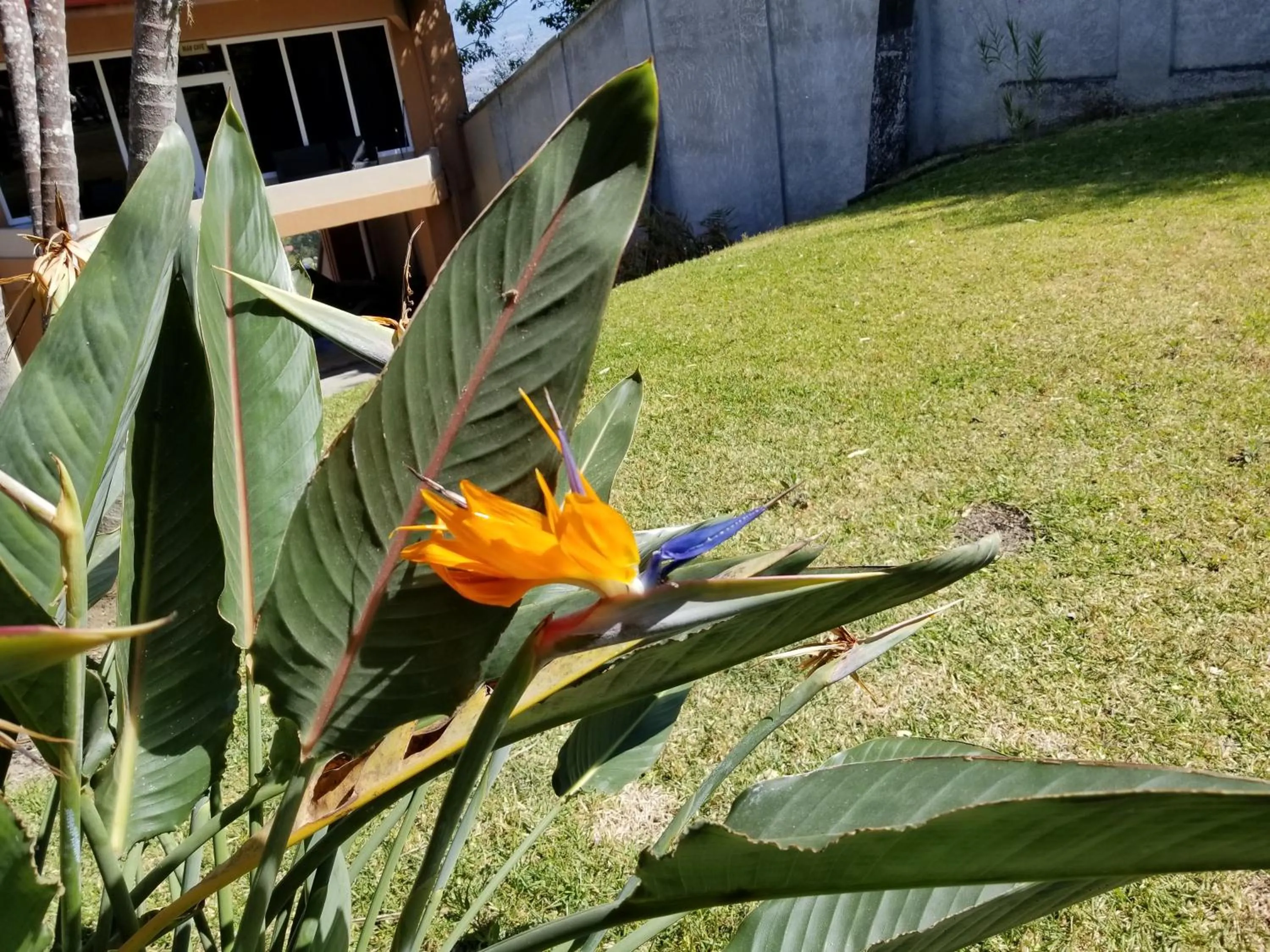 Garden in Hotel Monte Campana Escazu