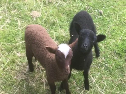 Other in The Red Barn