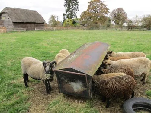 Other in The Red Barn