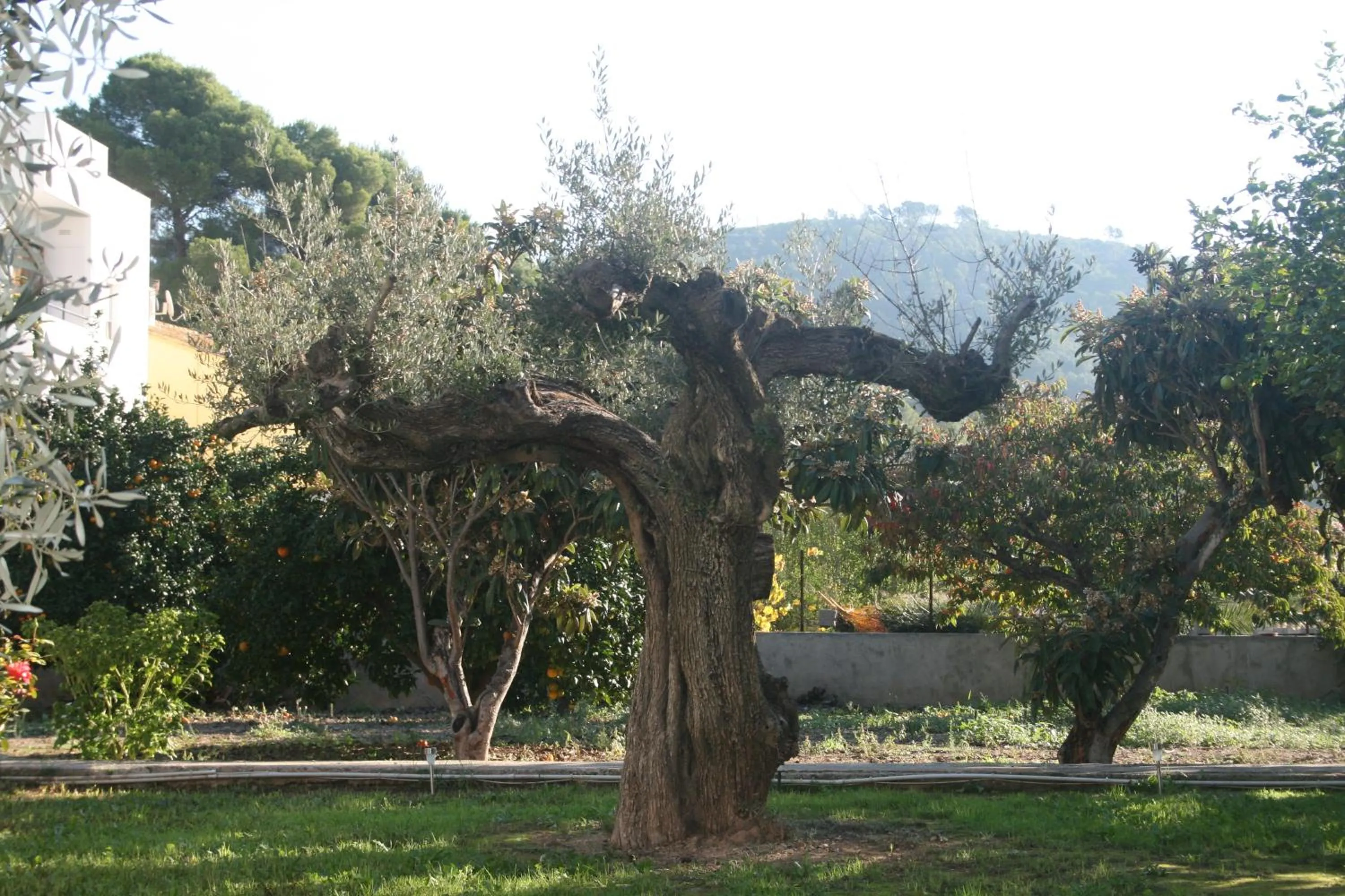Garden in El Campillo, casa de campo cerca de la playa