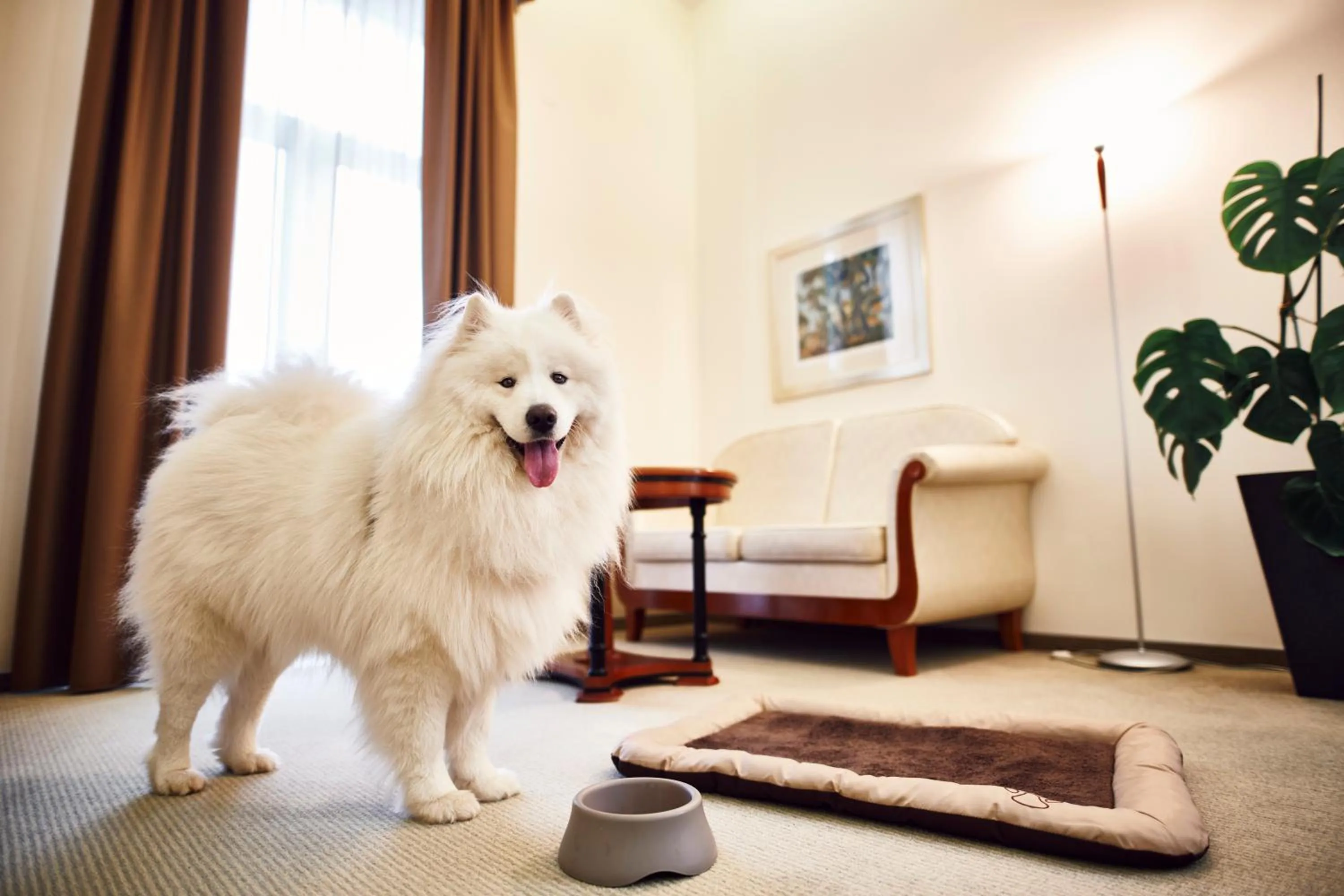 Pets in Hotel Villa Eugenia