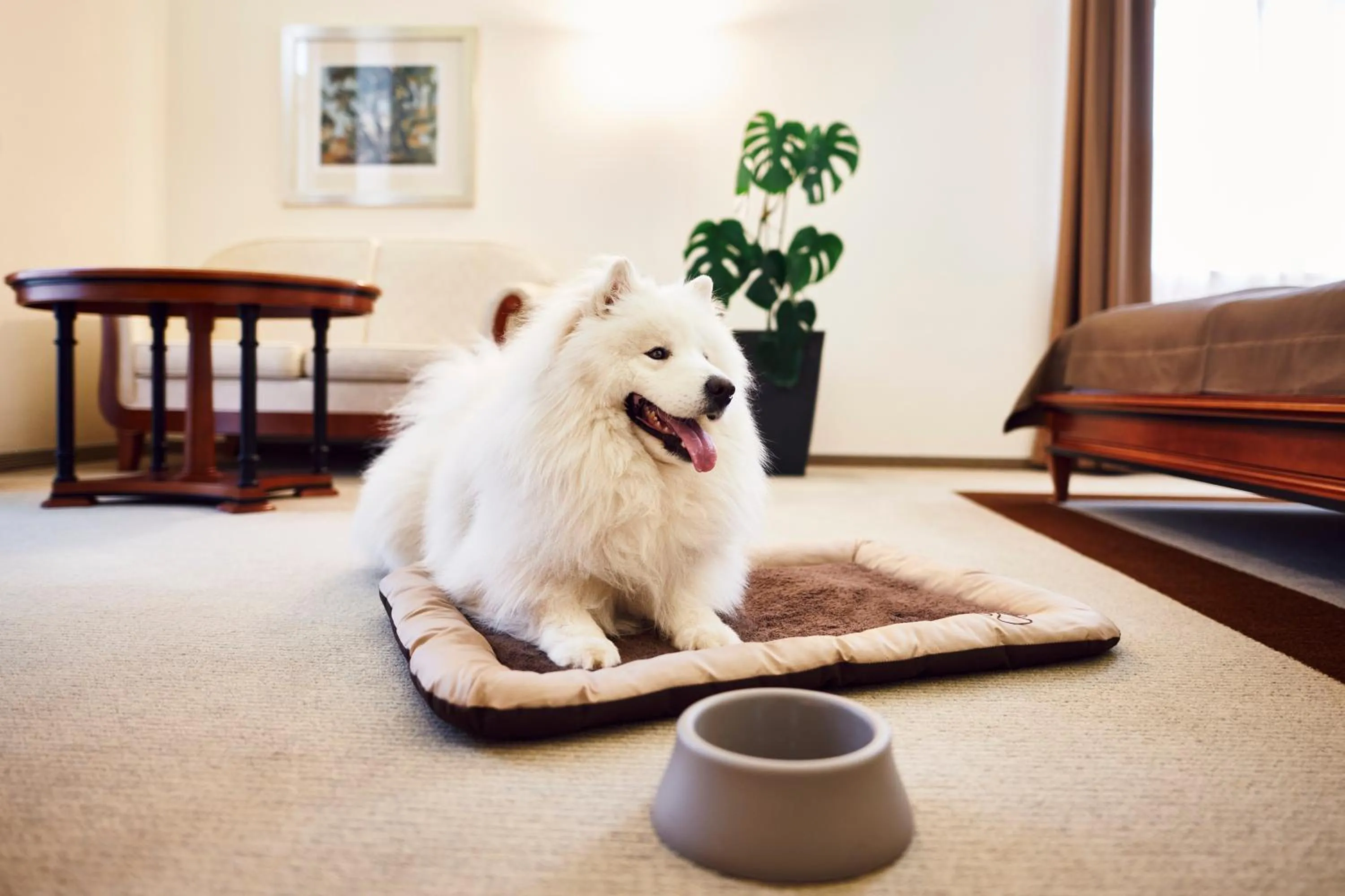 Animals in Hotel Villa Eugenia