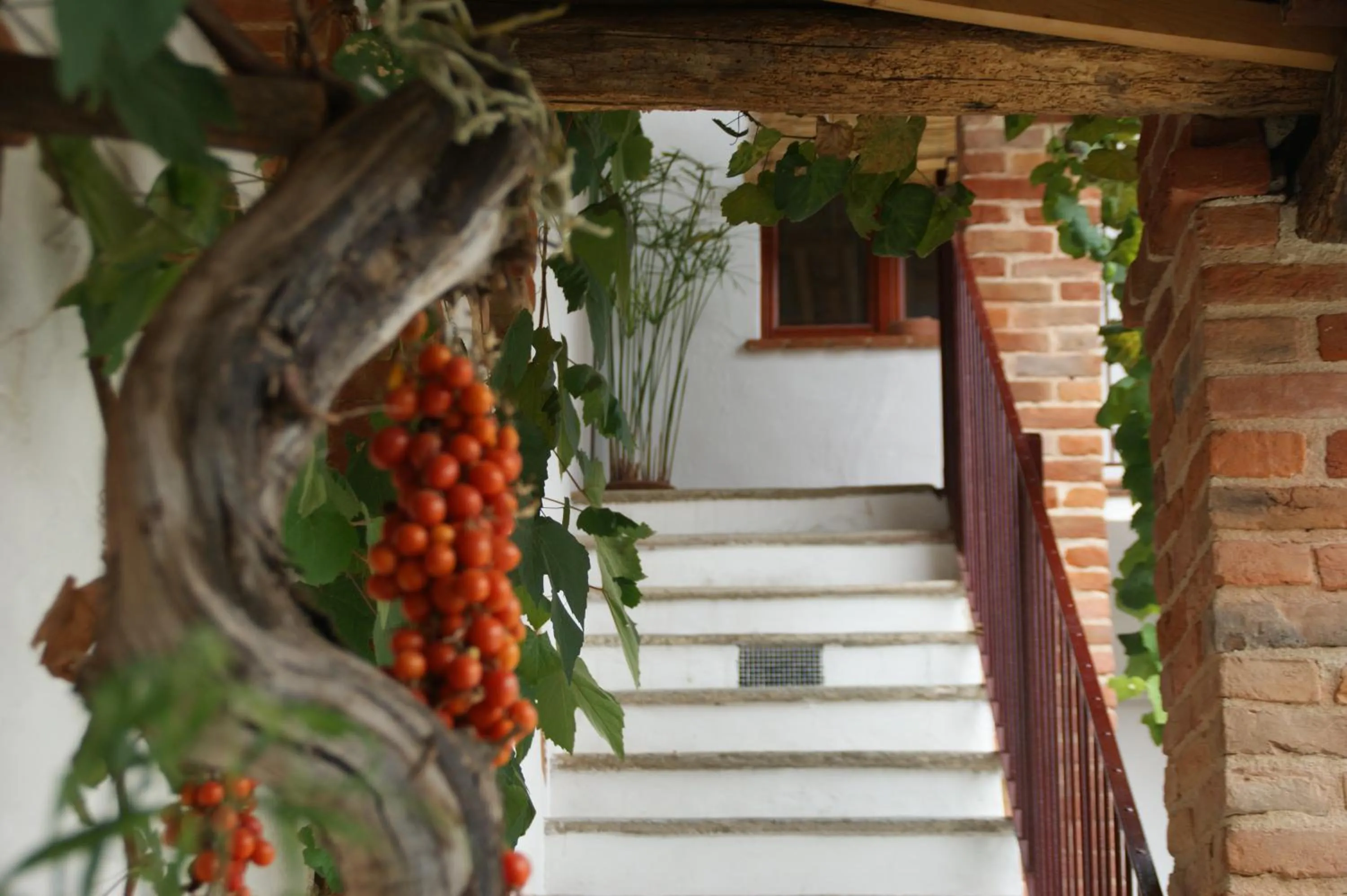 Garden in Villa Maddalena
