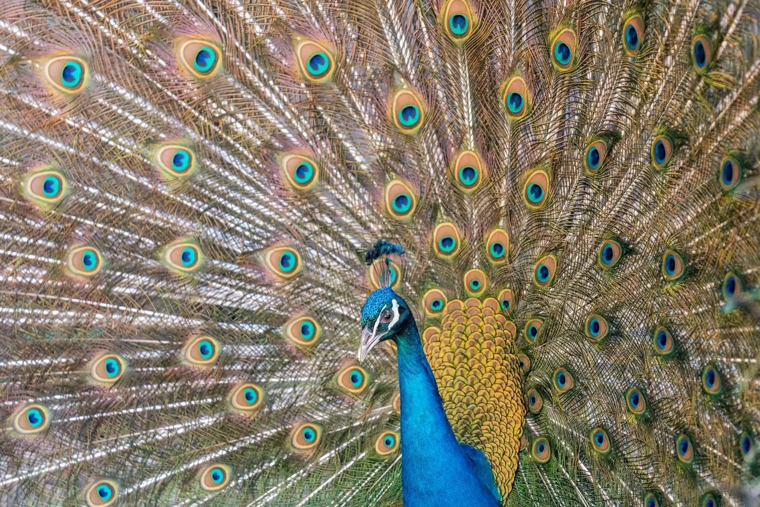 Garden in Hazlewood Castle & Spa