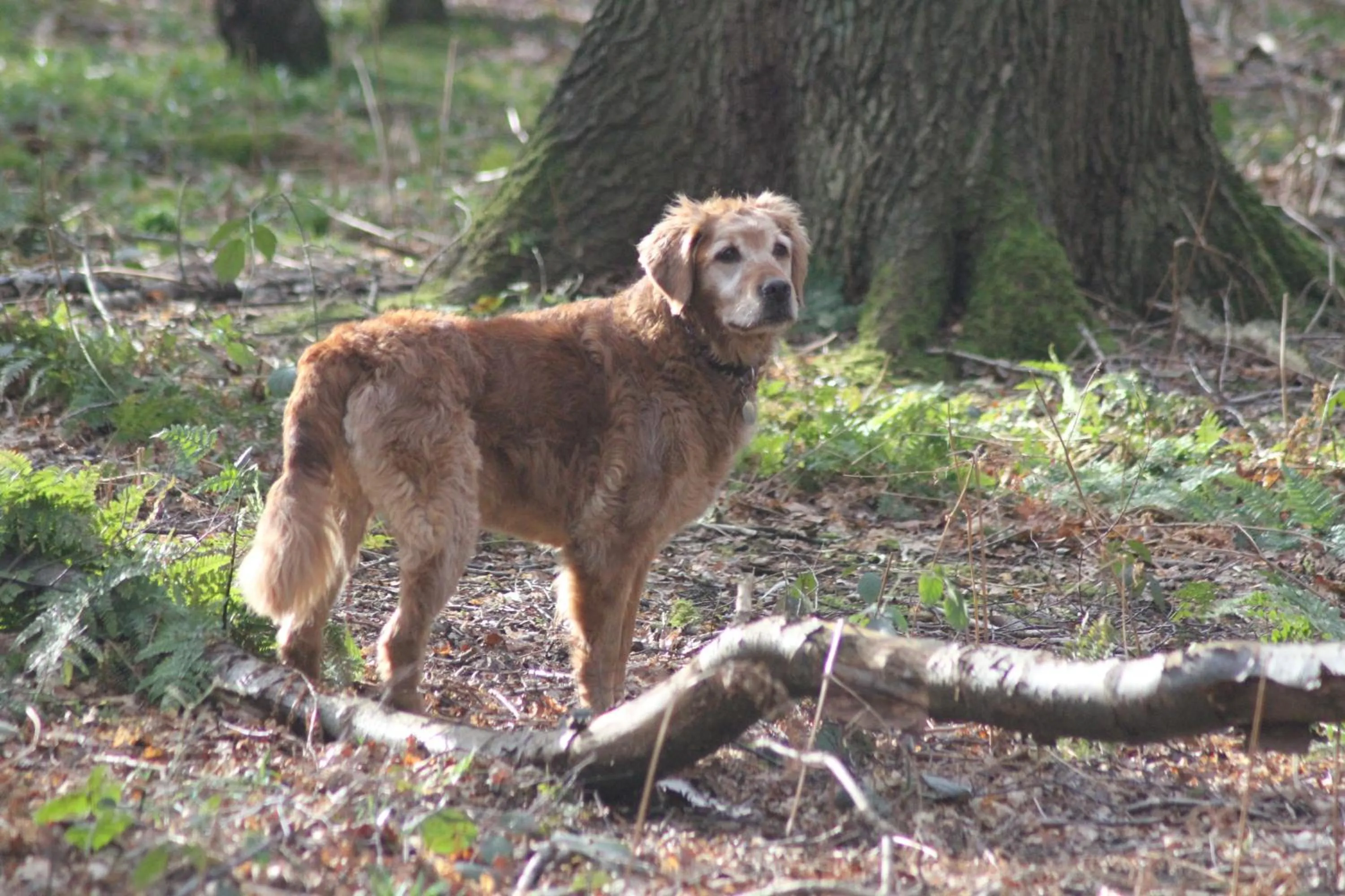 Pets in Hazlewood Castle & Spa