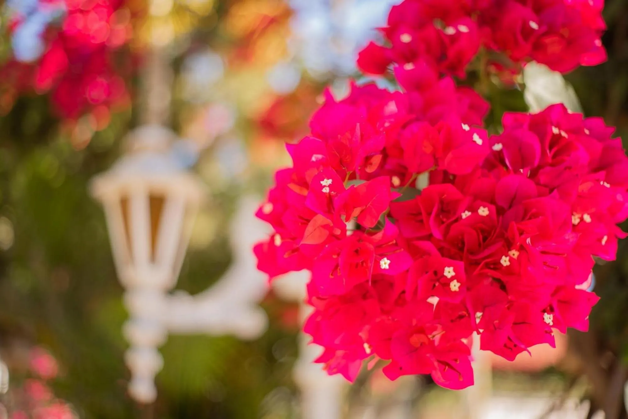 Day in Hotel Tropical Garden