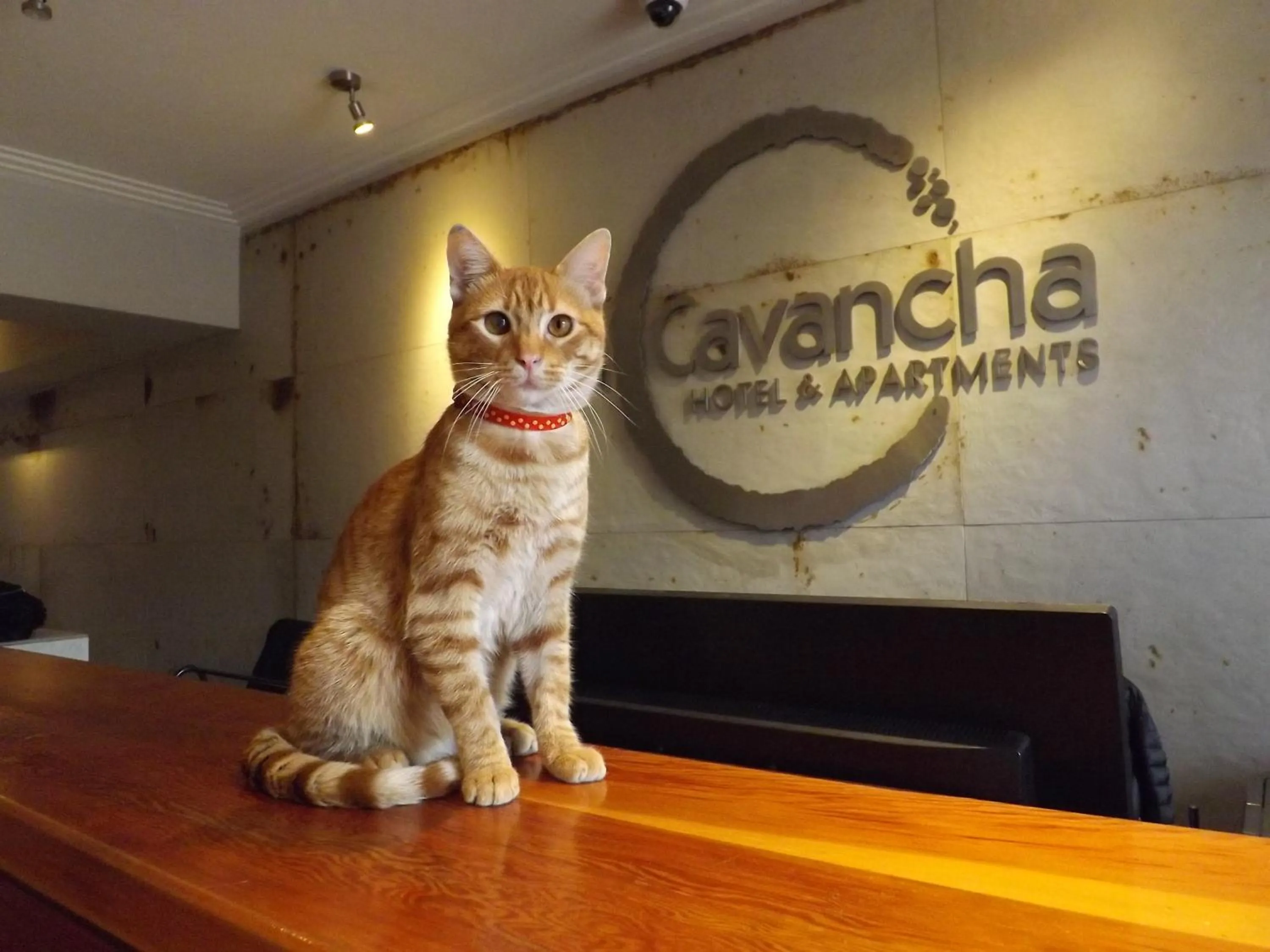 Pets in Gran Cavancha Hotel & Apartment