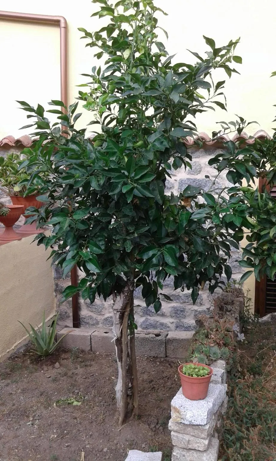 Garden view in La Collina dei Ciliegi