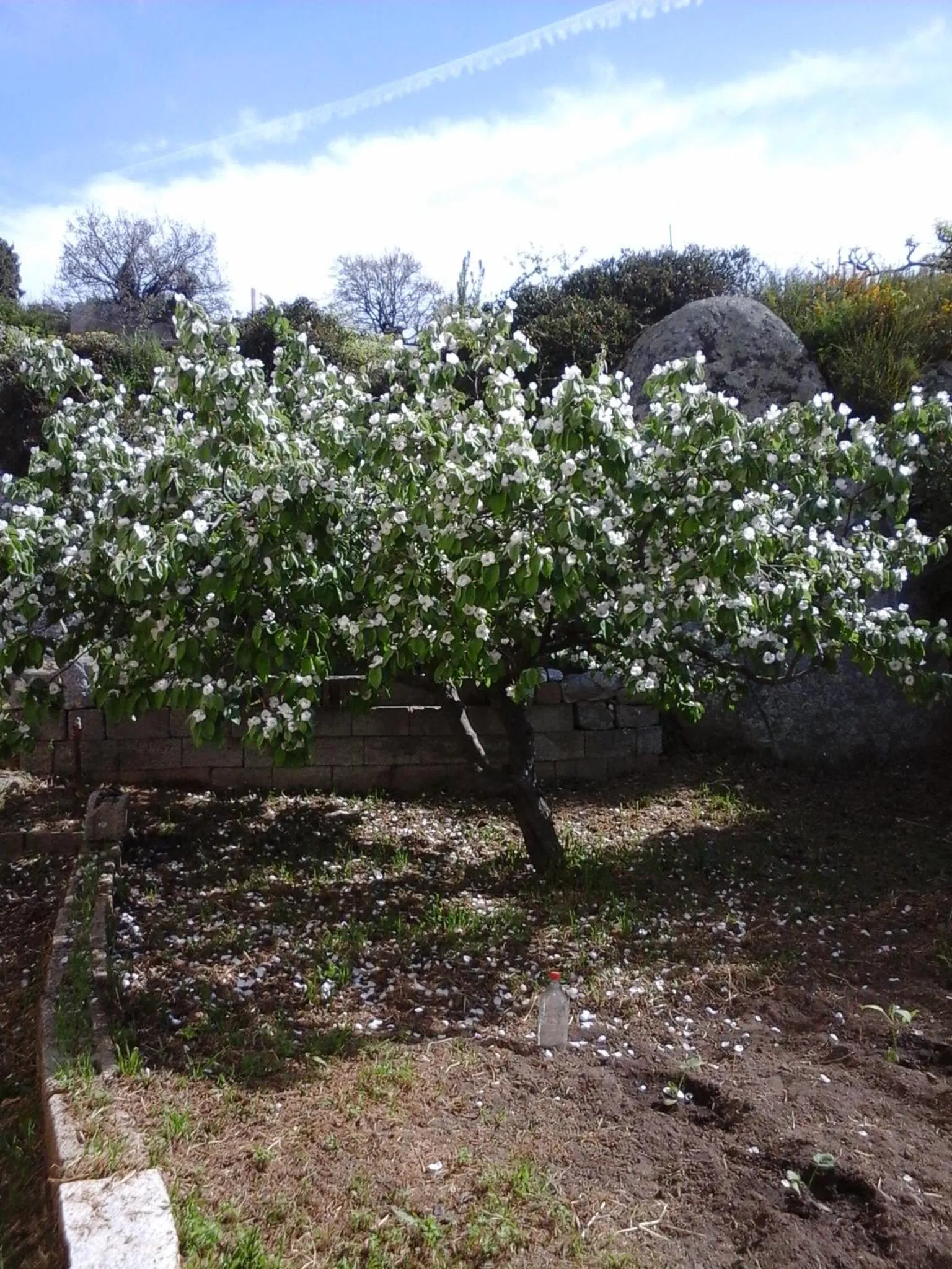 La Collina dei Ciliegi