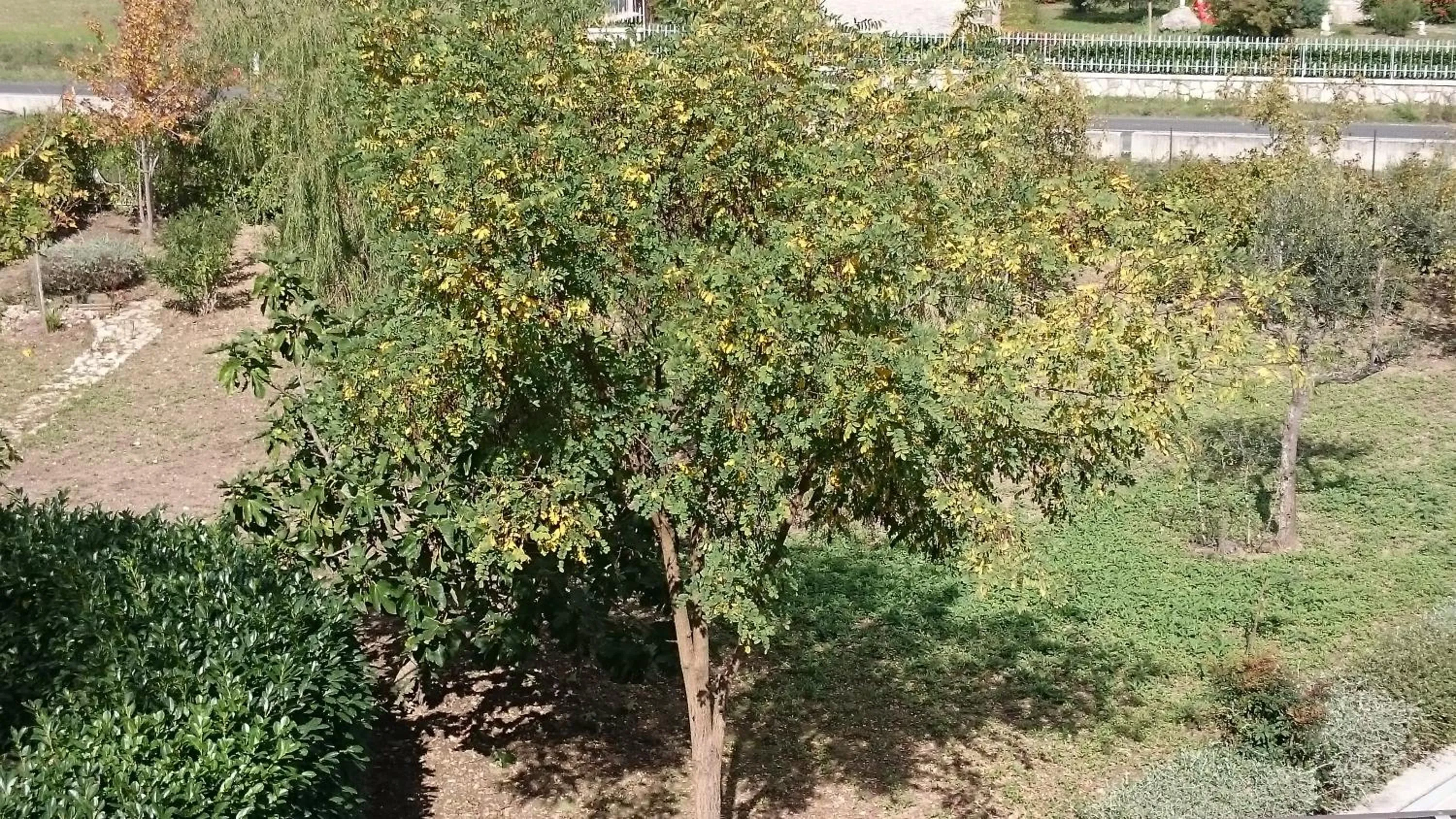 Garden view in B&B Verde Irpinia