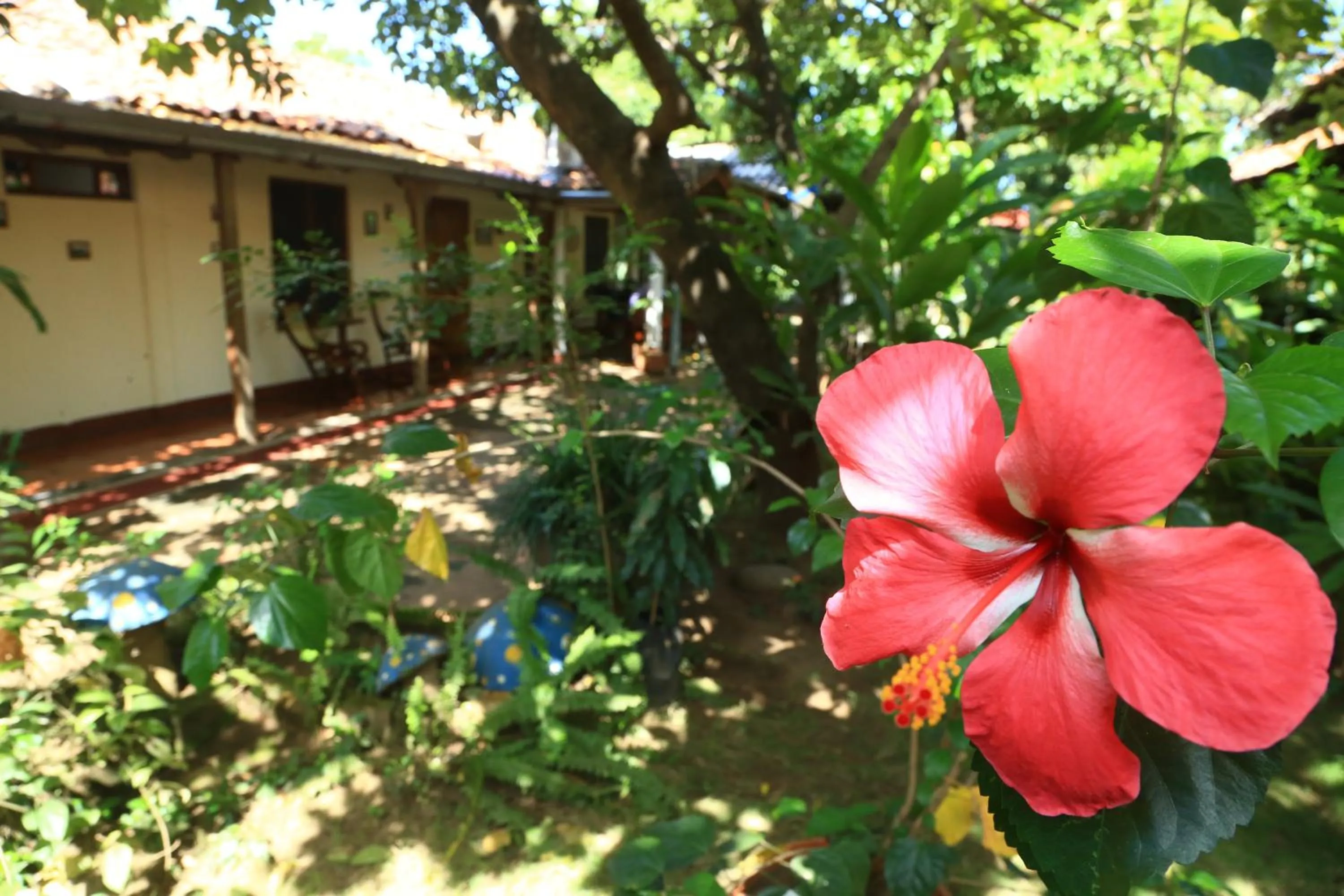 Garden in Casa de Los Berrios