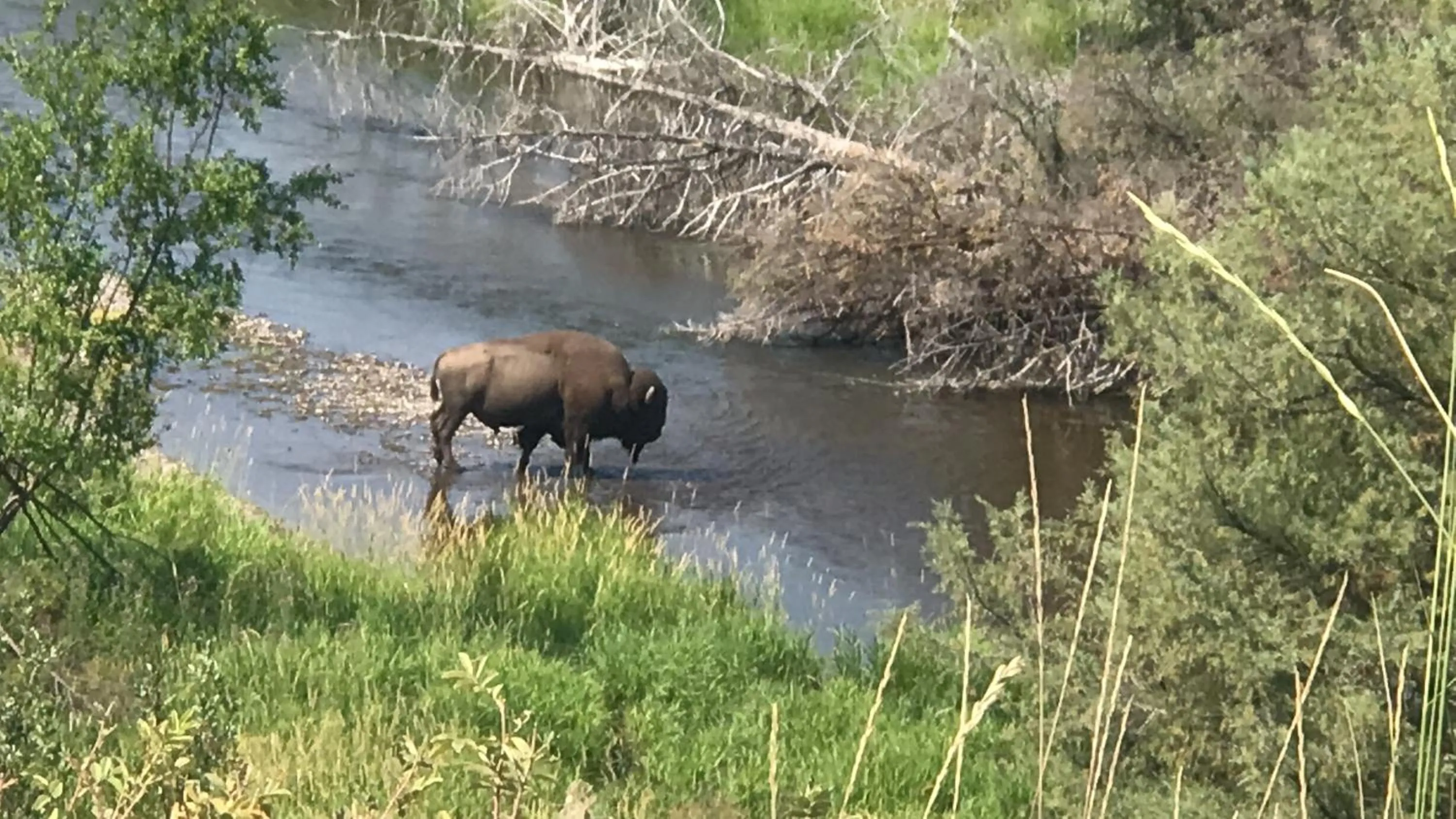 Animals in Good Medicine Lodge
