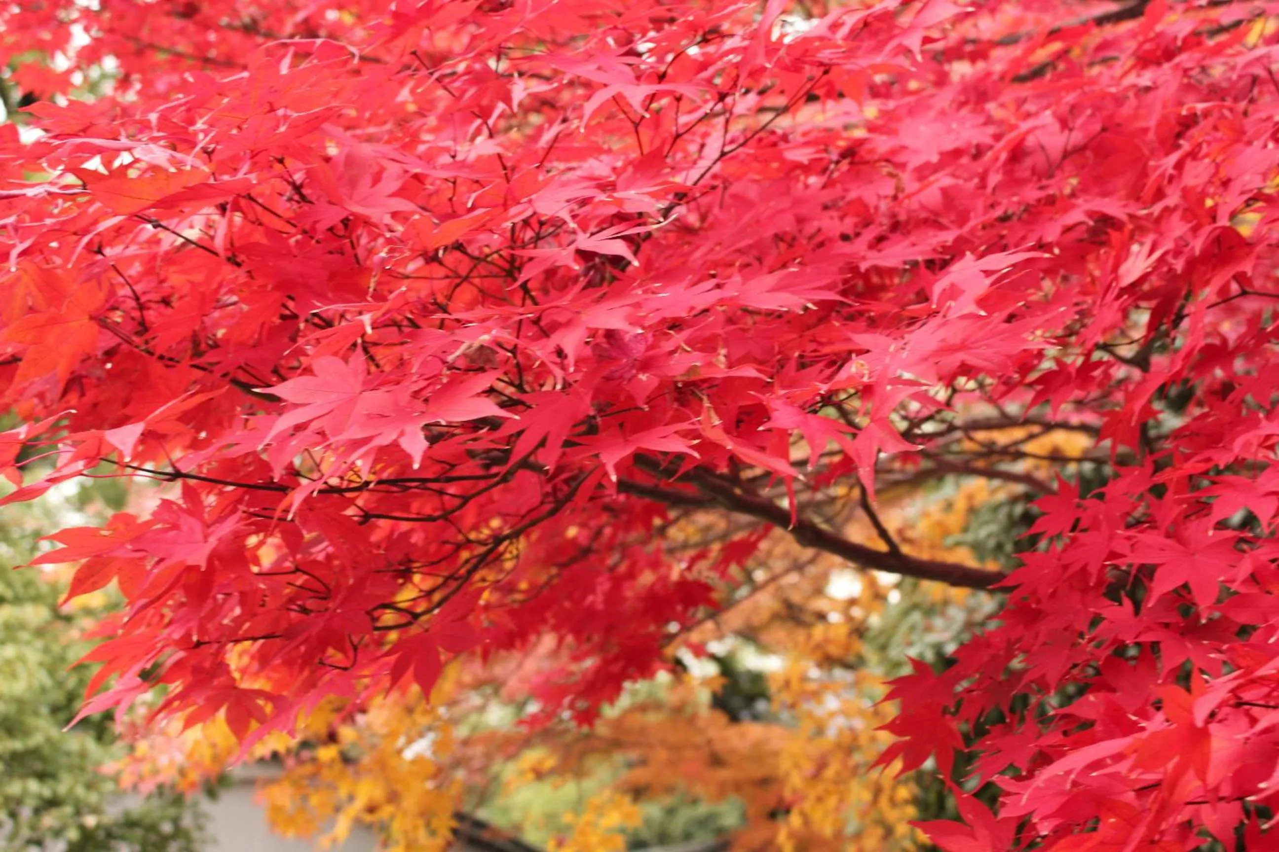 Off site in Hotel M's Plus Shijo Omiya