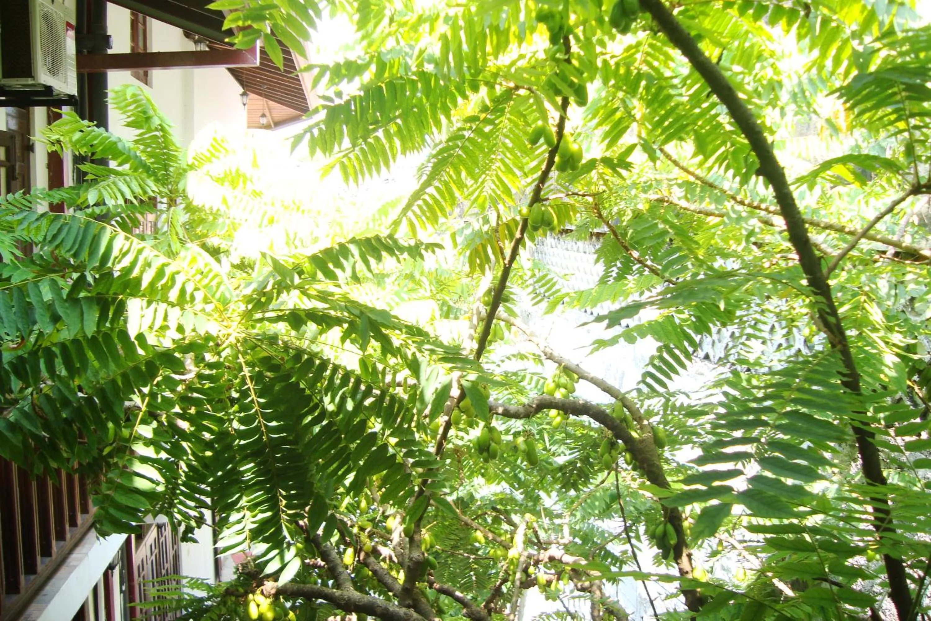 Garden in Southern Comforts - Galle Fort