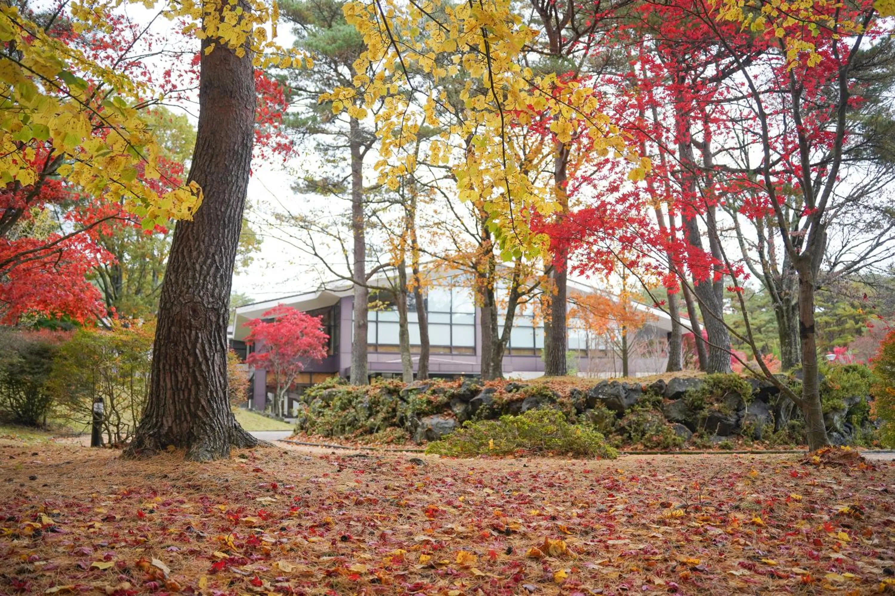 Autumn in Motosu Phoenix Hotel