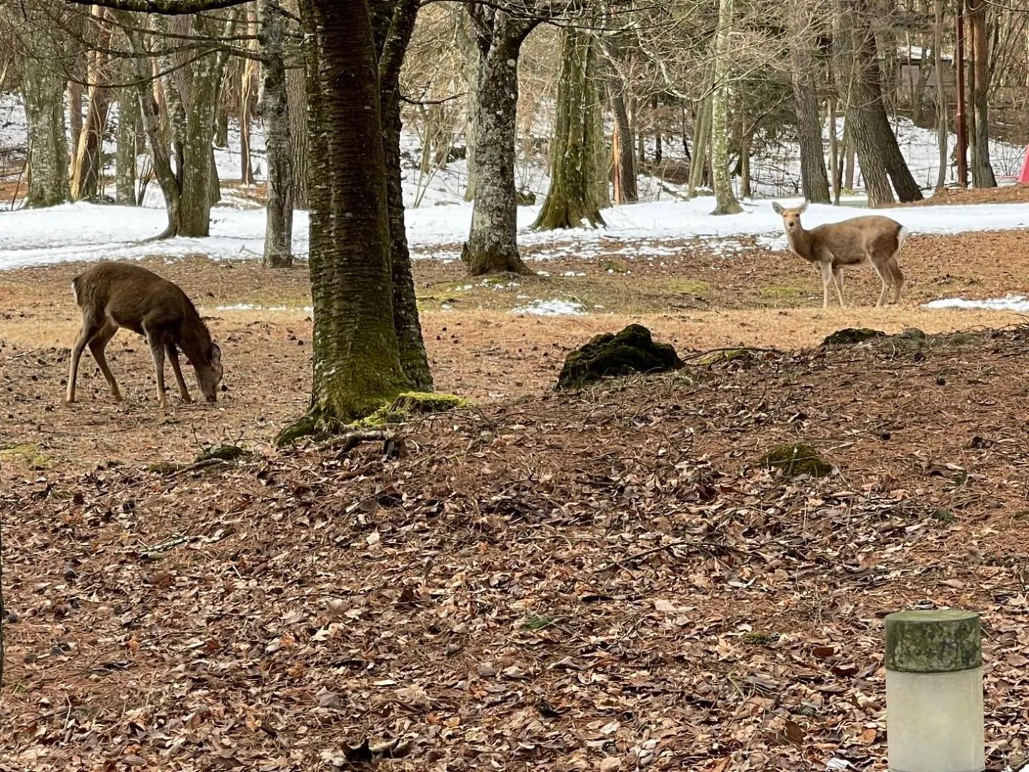 Off site in Motosu Phoenix Hotel