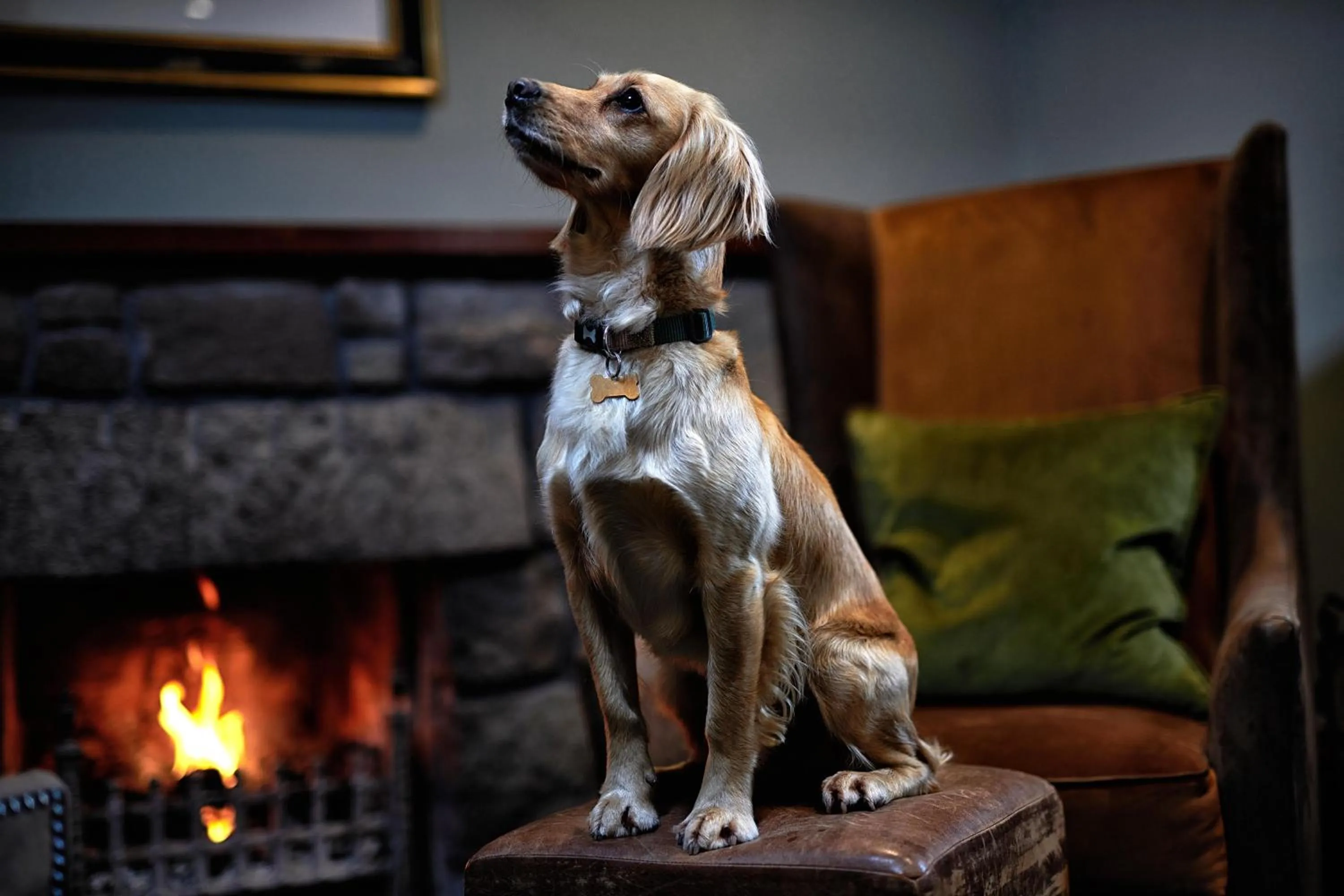 Pets in Loch Fyne Hotel & Spa