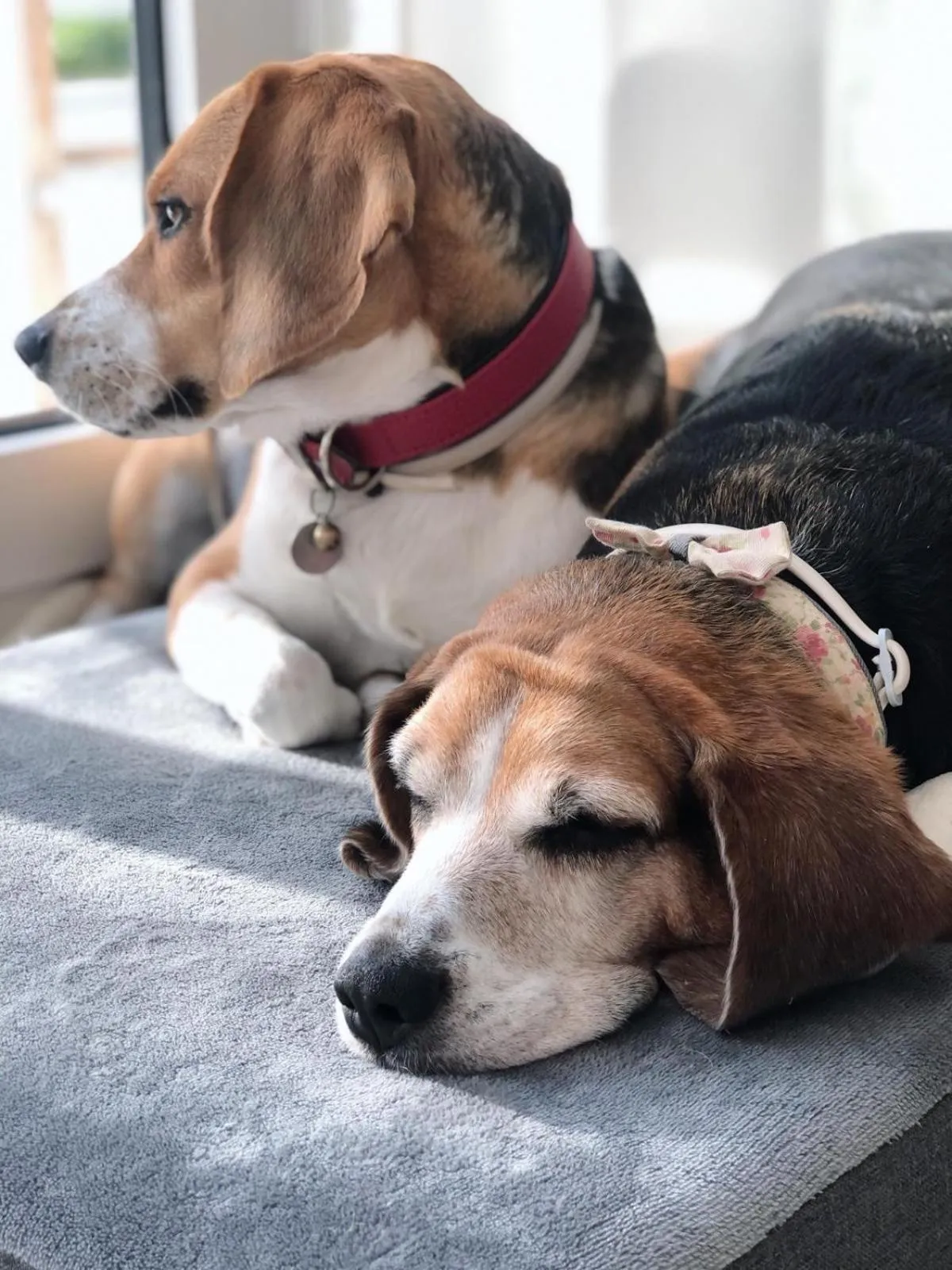 Pets in Villa Volli Three Rooms