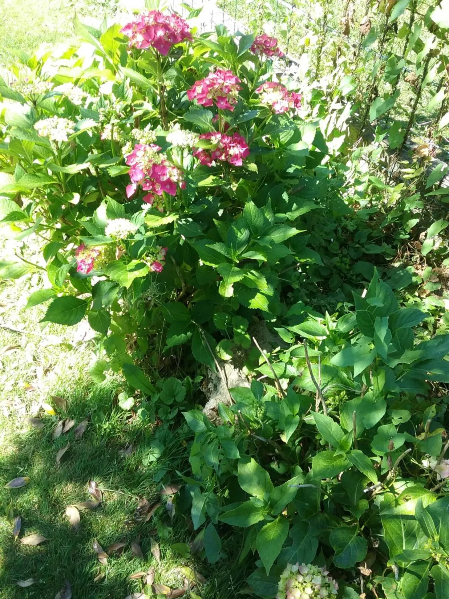 B&B Au Jardin Fleuri