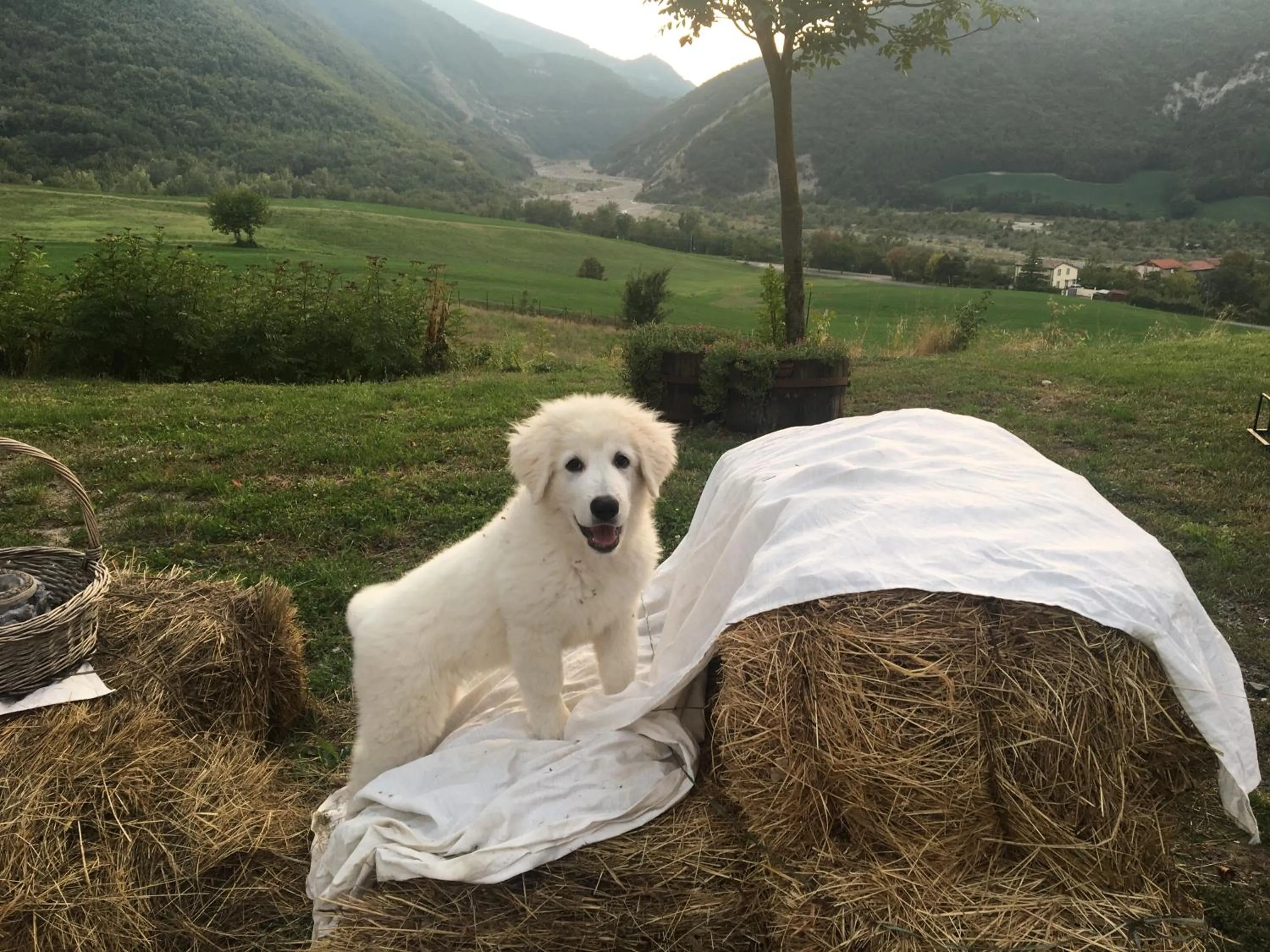 Pets in La Locanda nel vento