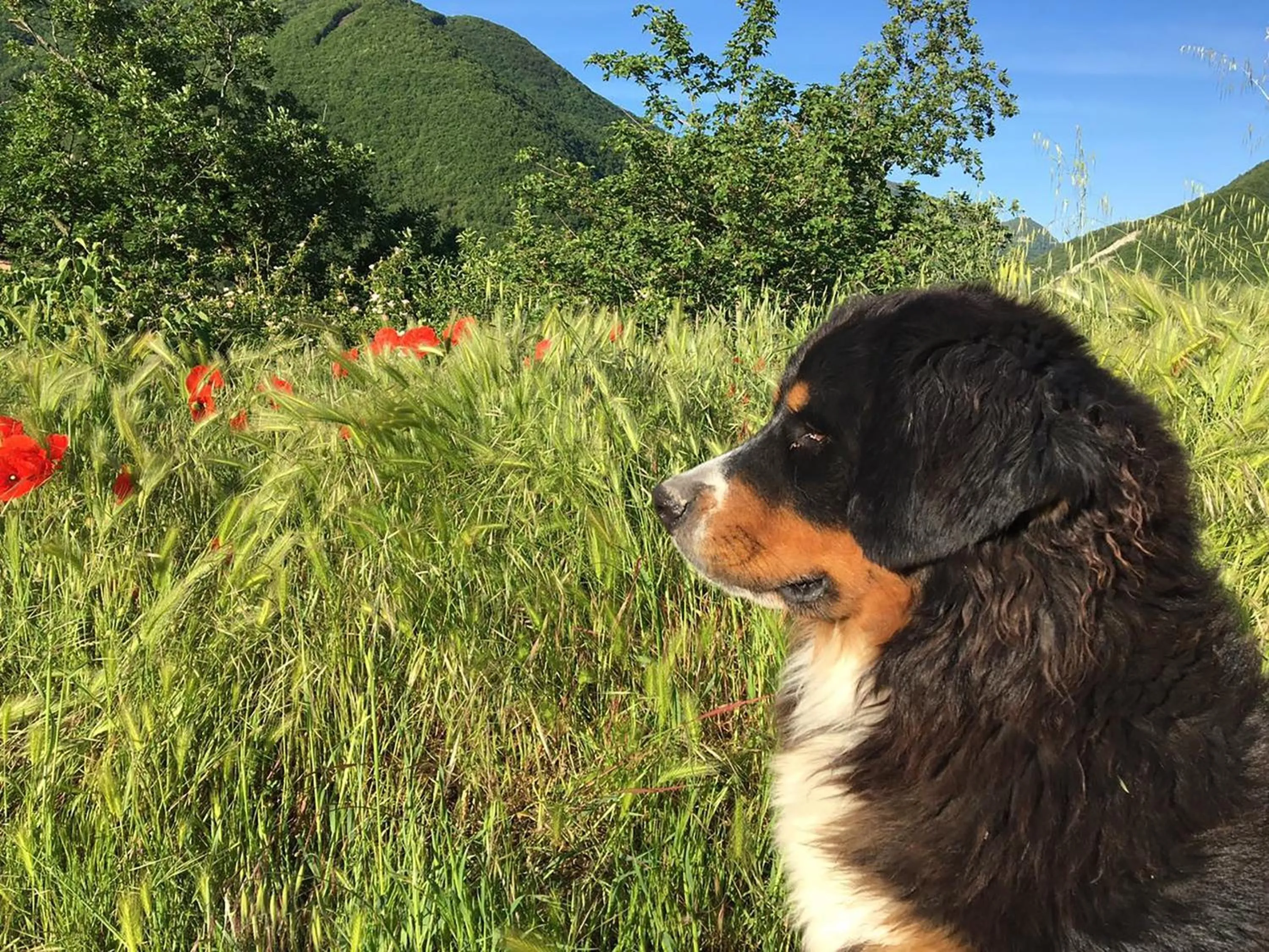 Garden in La Locanda nel vento
