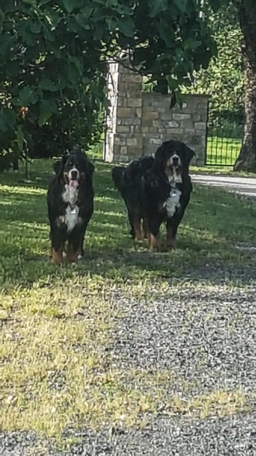 Pets in La Locanda nel vento