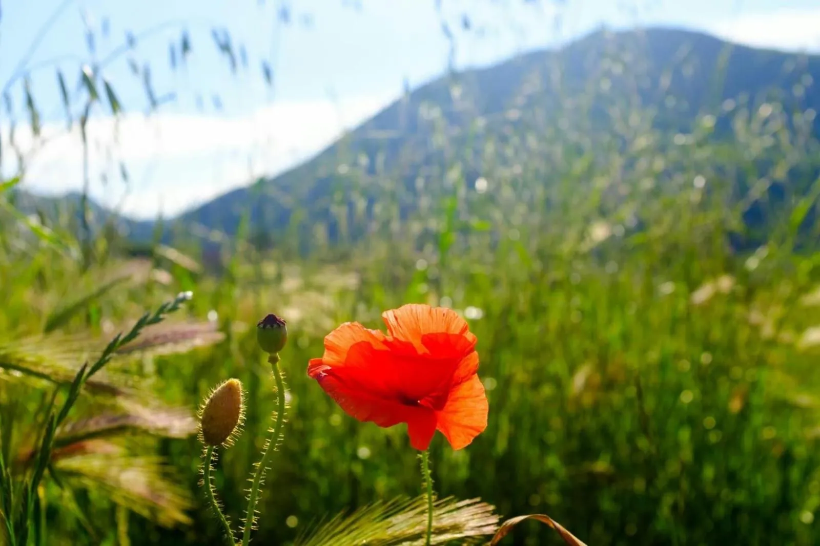 Garden in La Locanda nel vento