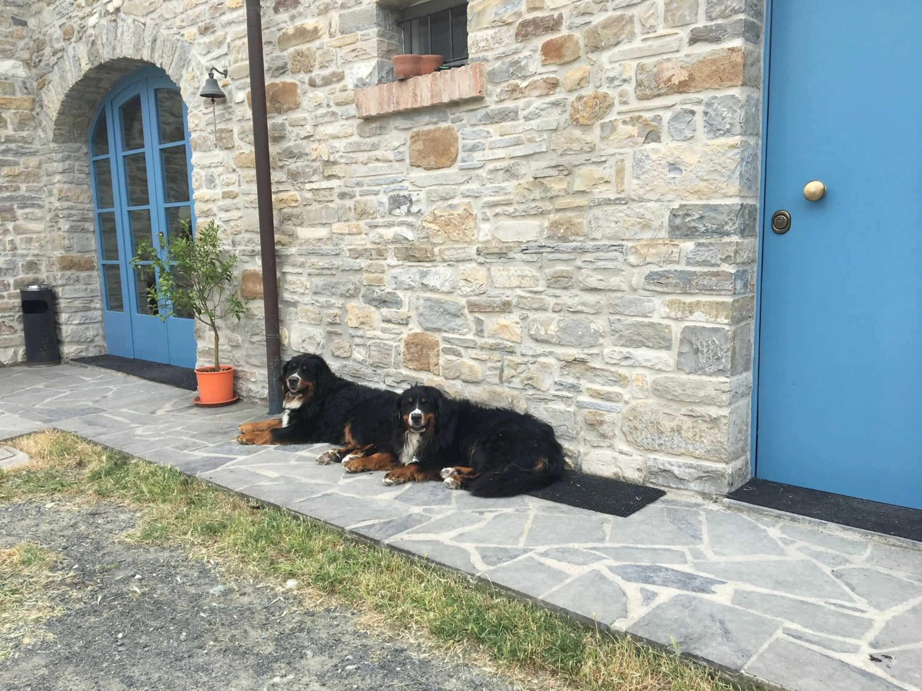 Animals in La Locanda nel vento