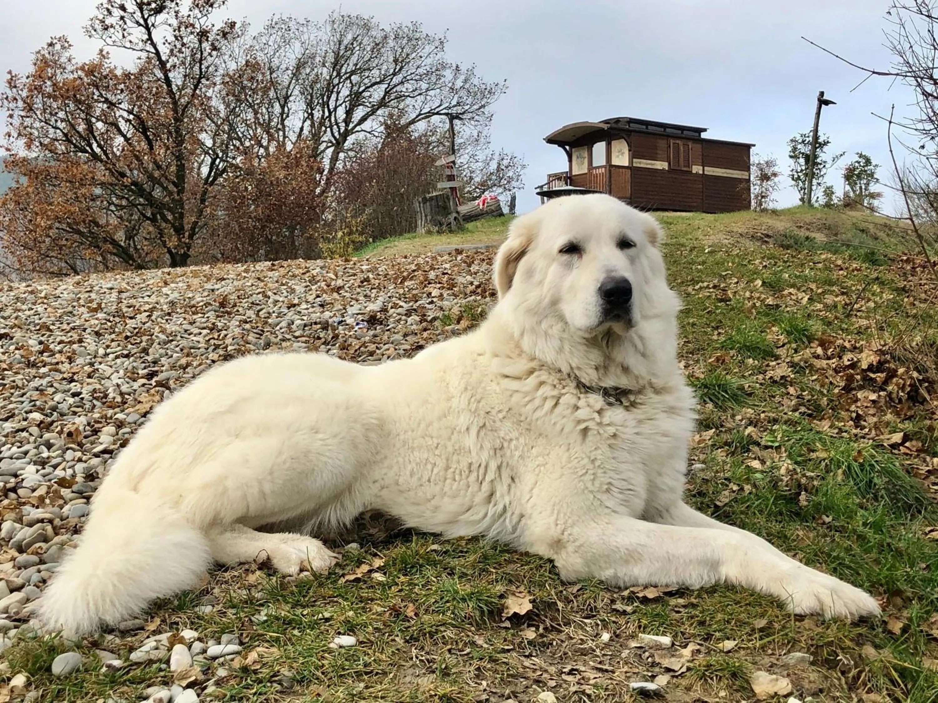 Animals in La Locanda nel vento