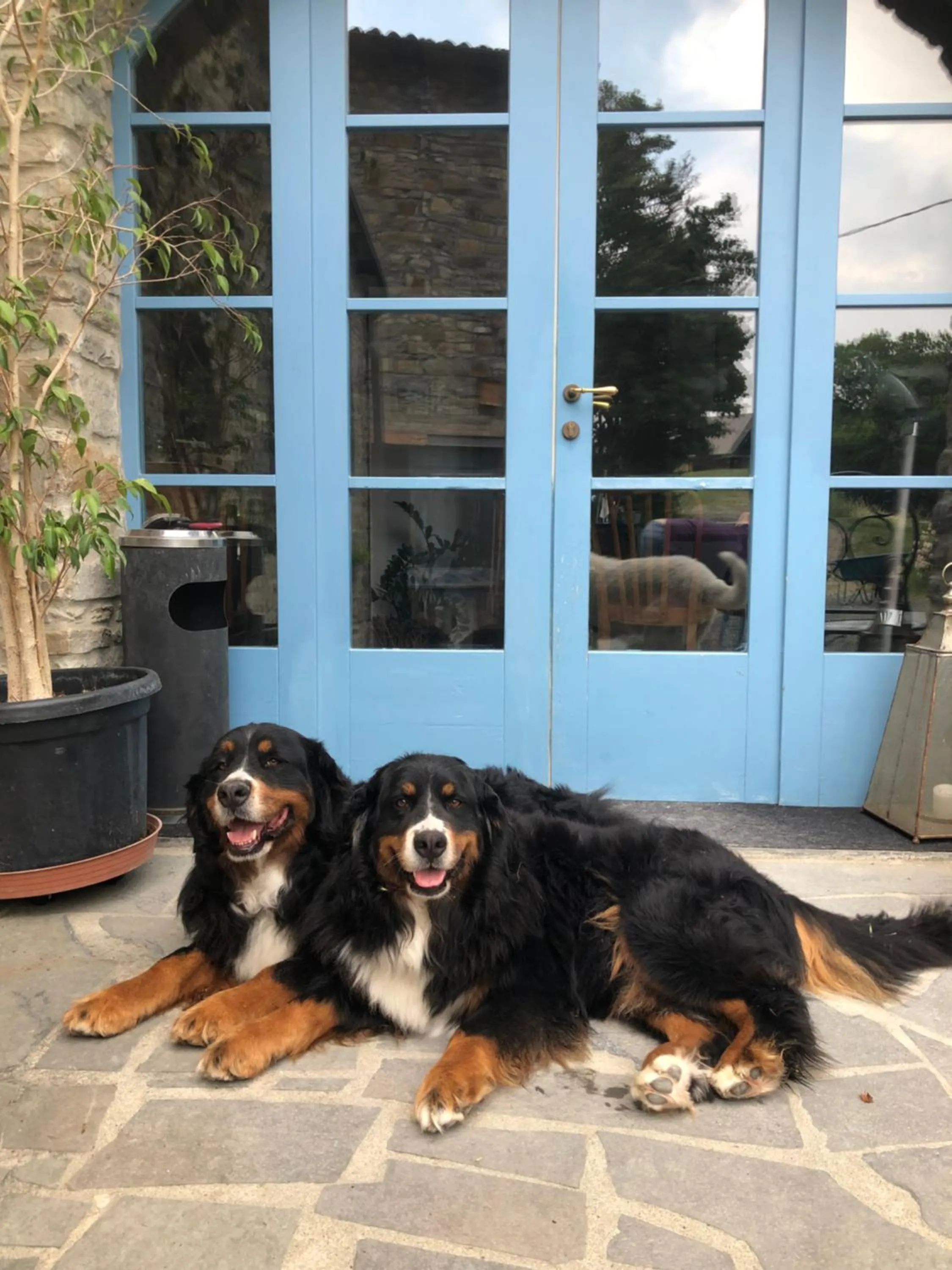 Pets in La Locanda nel vento