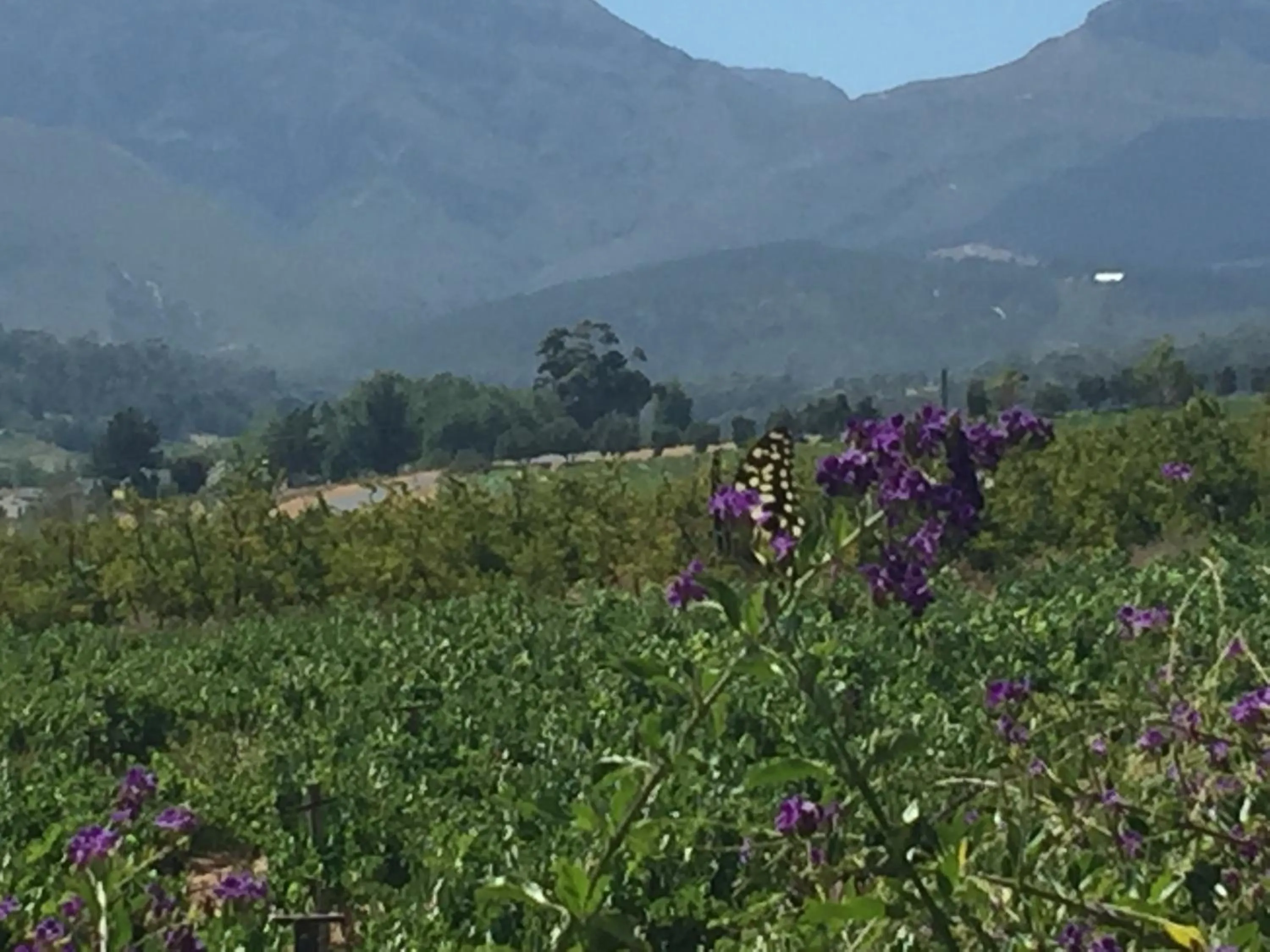 Animals in Wellington Country House