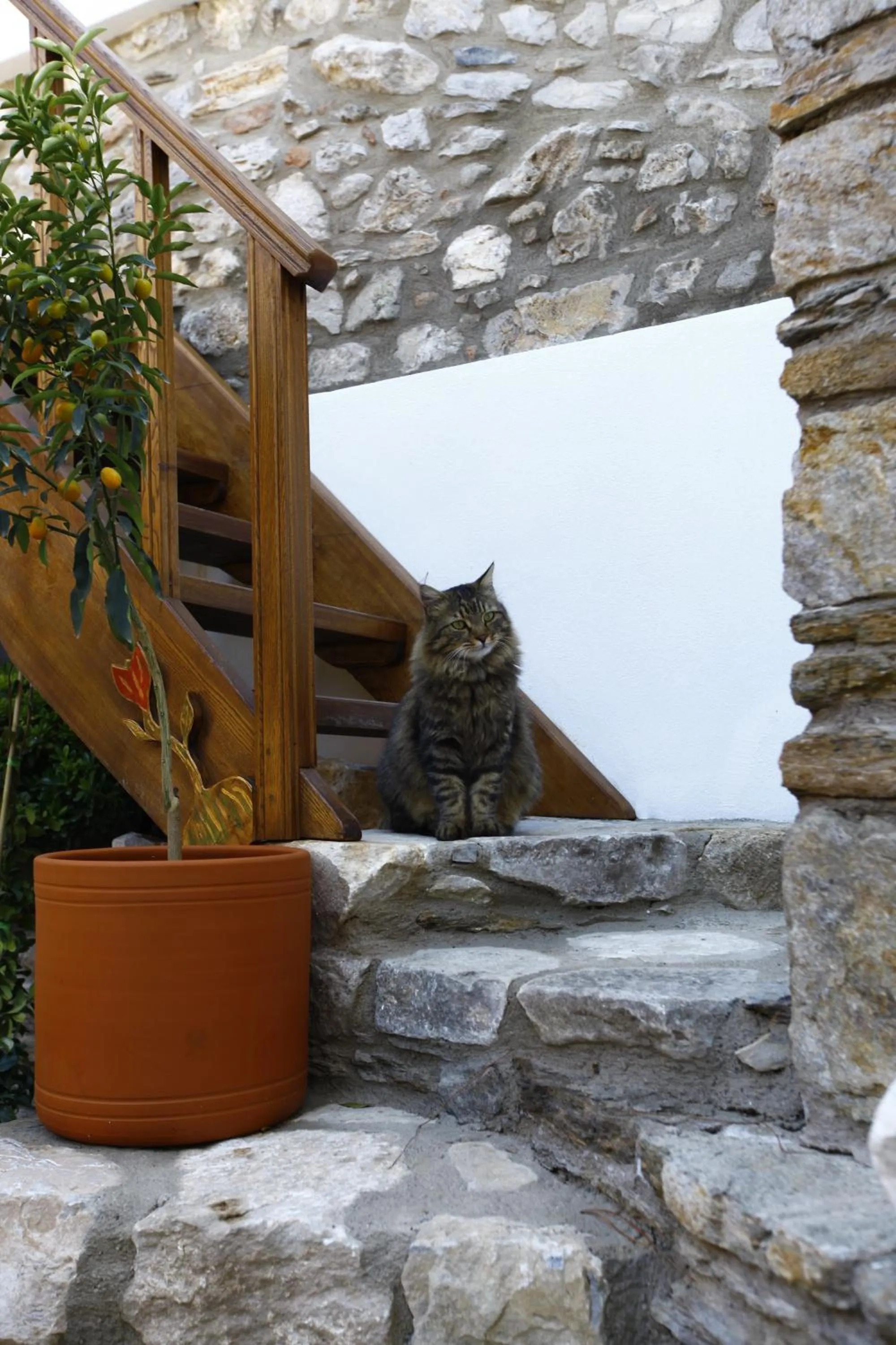 Animals in Ibri Hotel