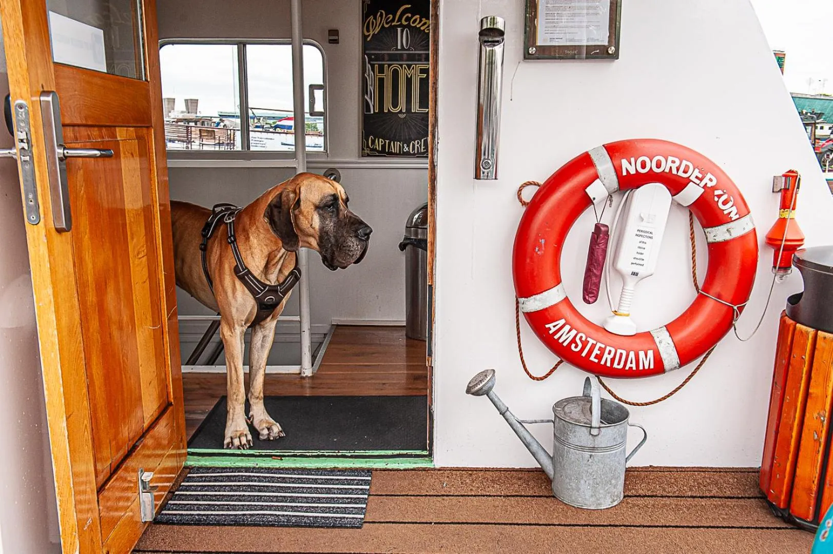Pets in The Cabin @ MPS Noorderzon