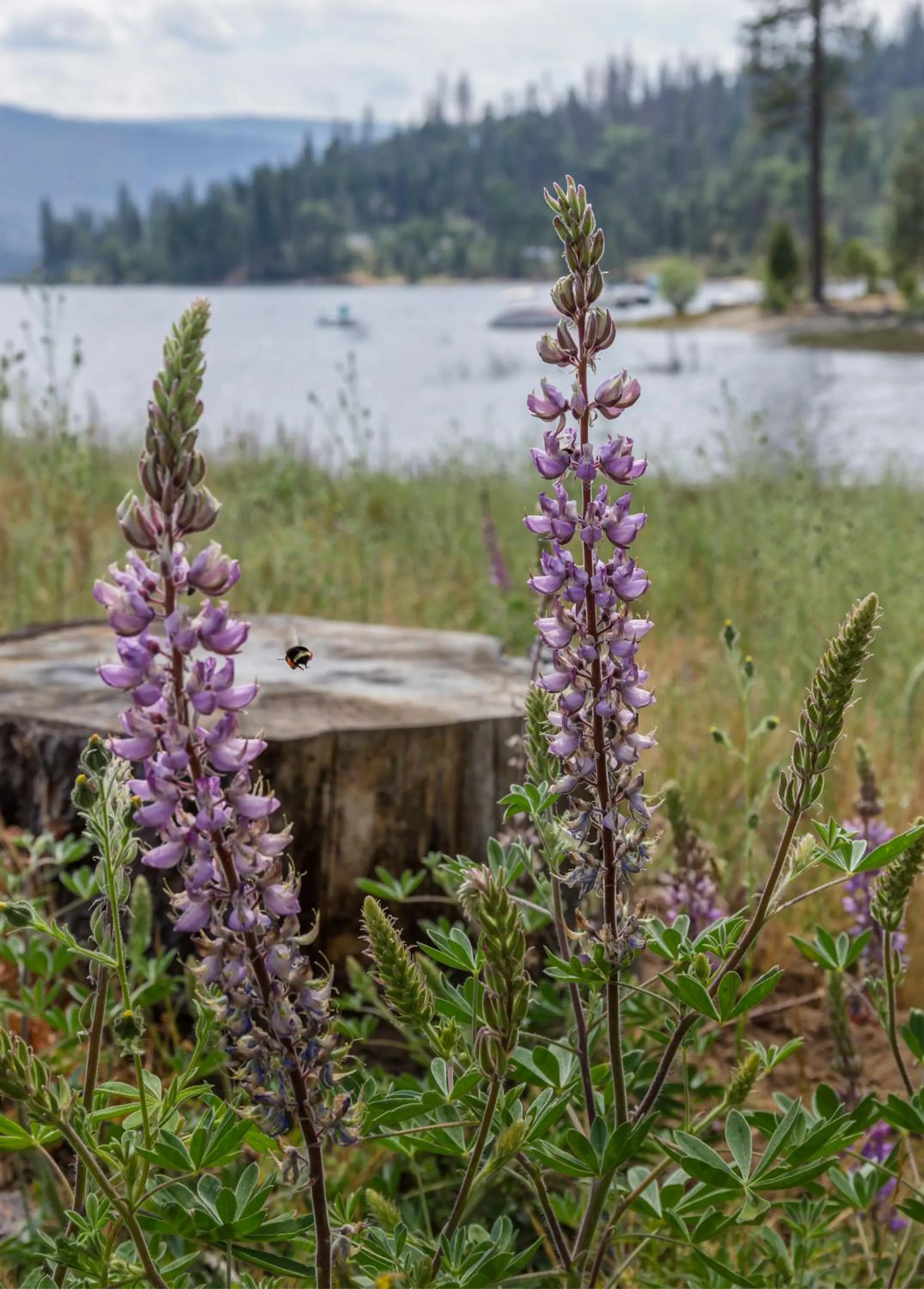 Lake view in WorldMark Bass Lake
