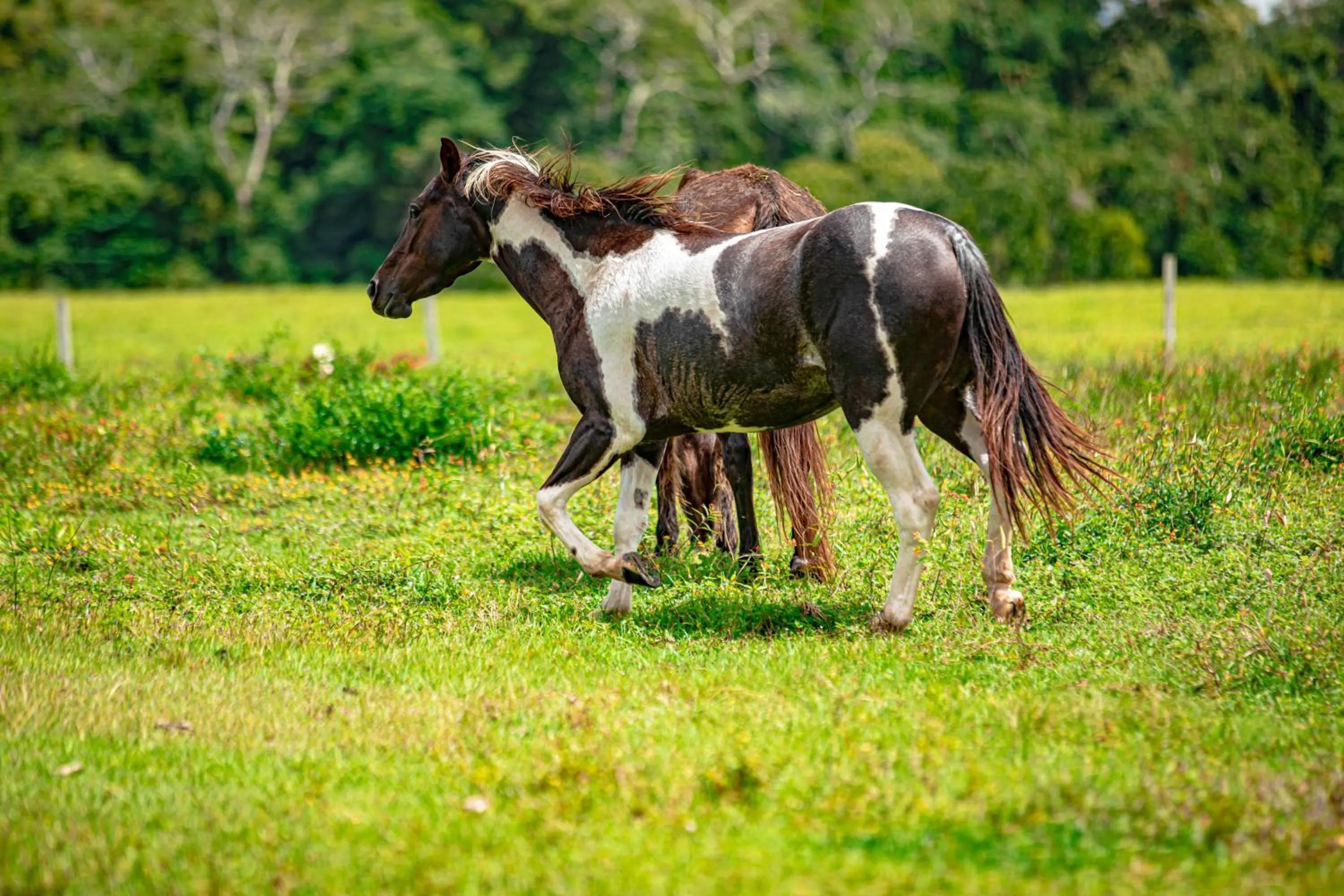 Activities in Chan Chich Lodge