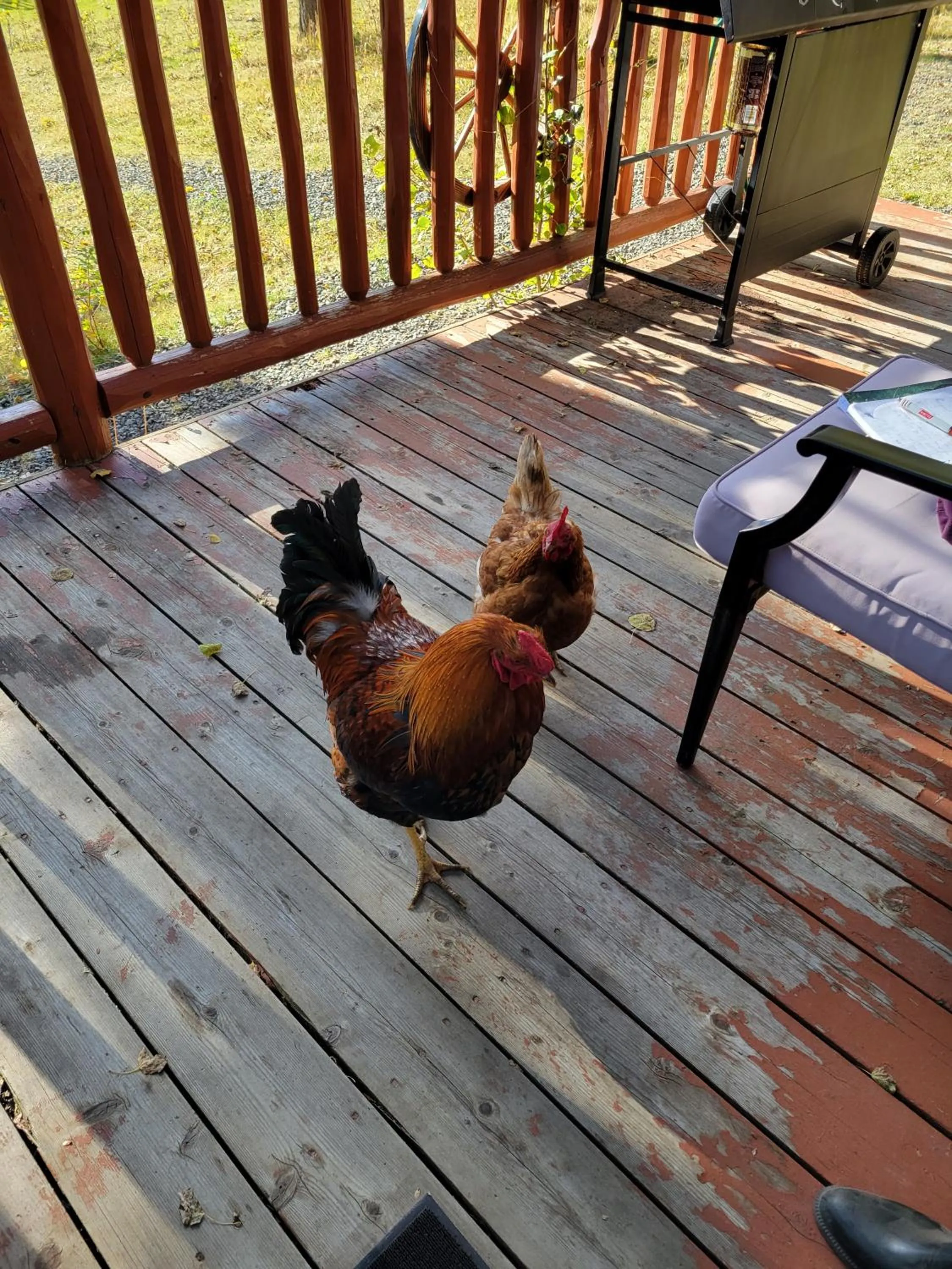 Montana Hill Guest Ranch