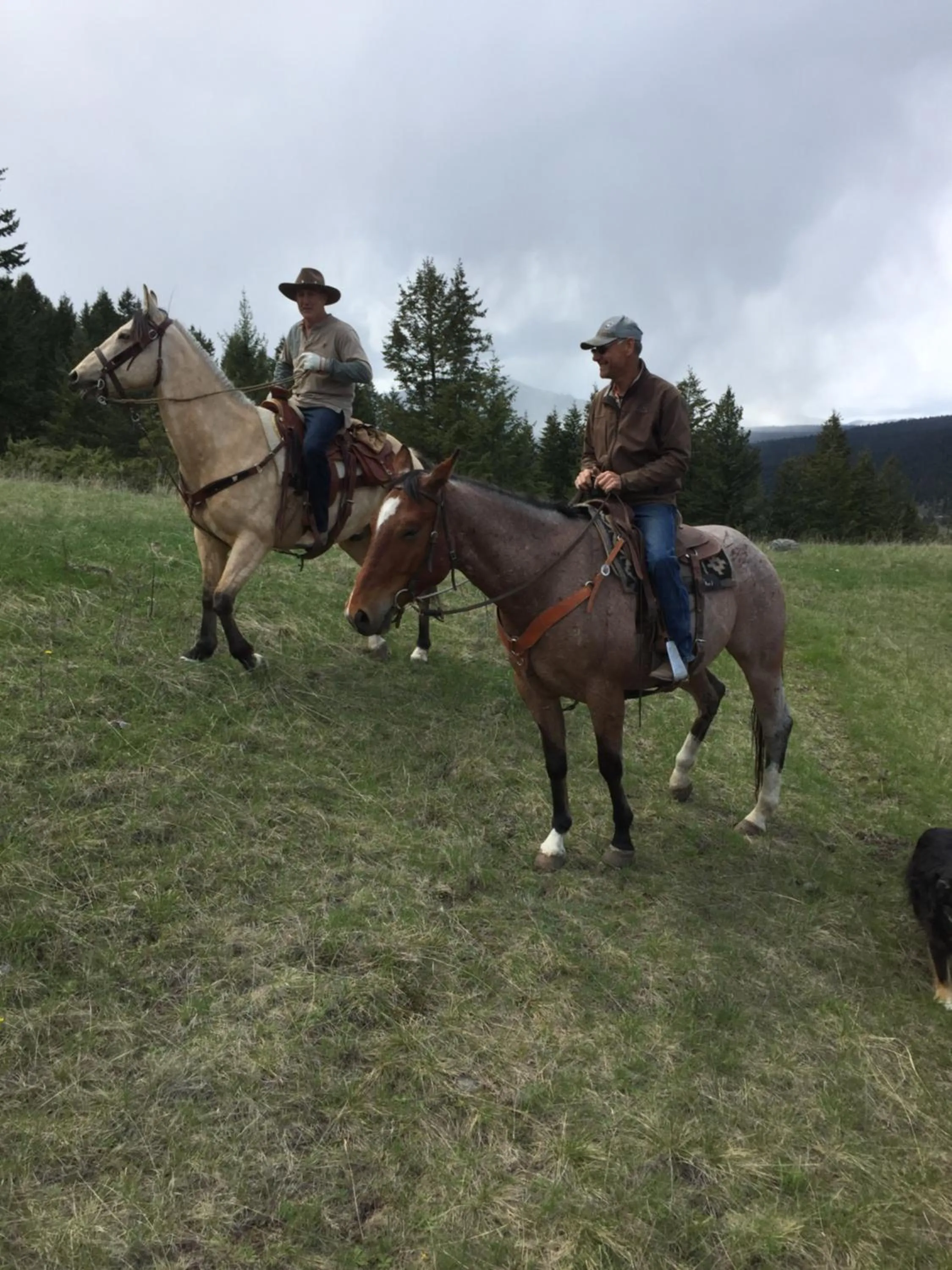 Animals in Montana Hill Guest Ranch