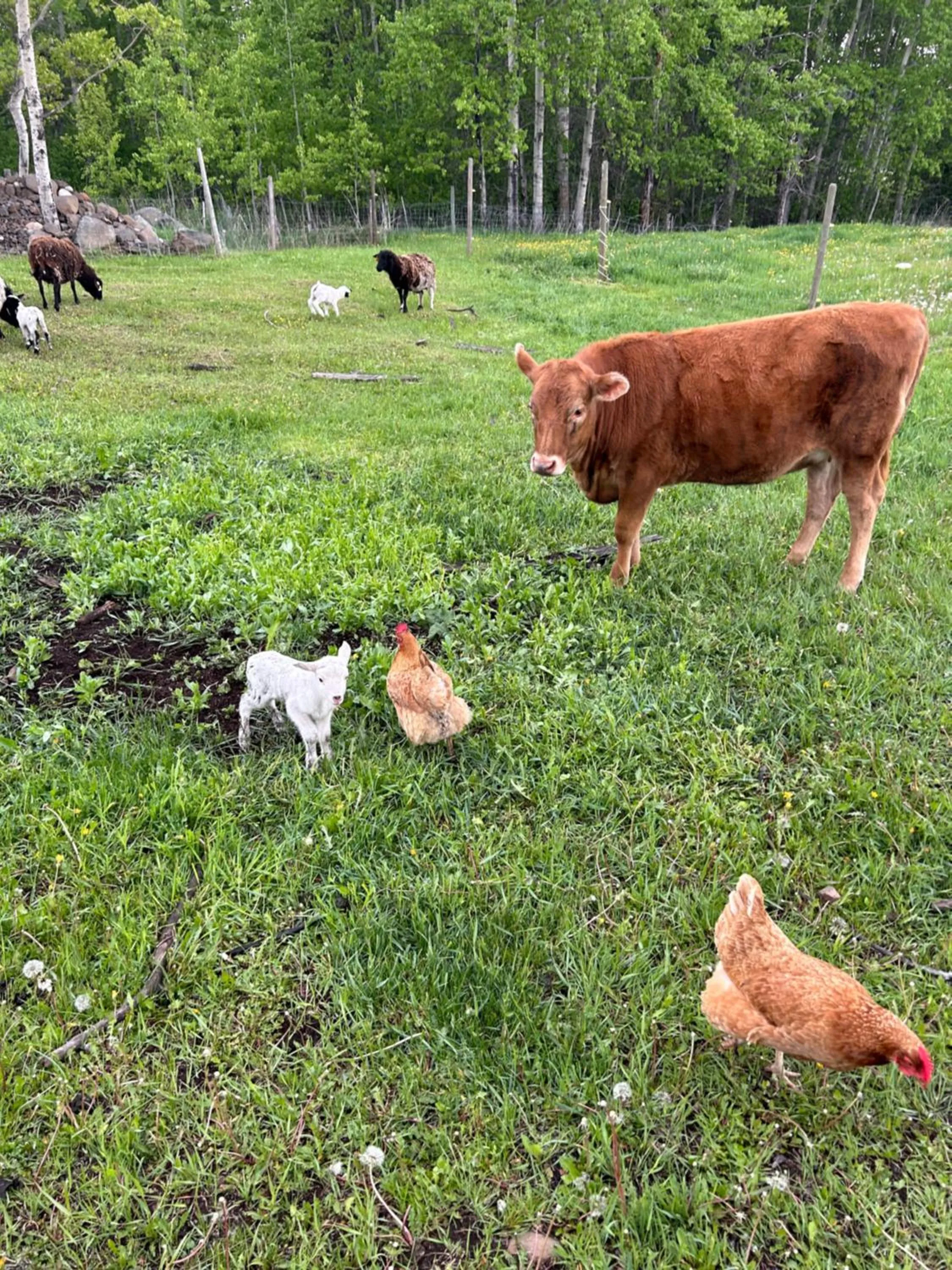 Montana Hill Guest Ranch