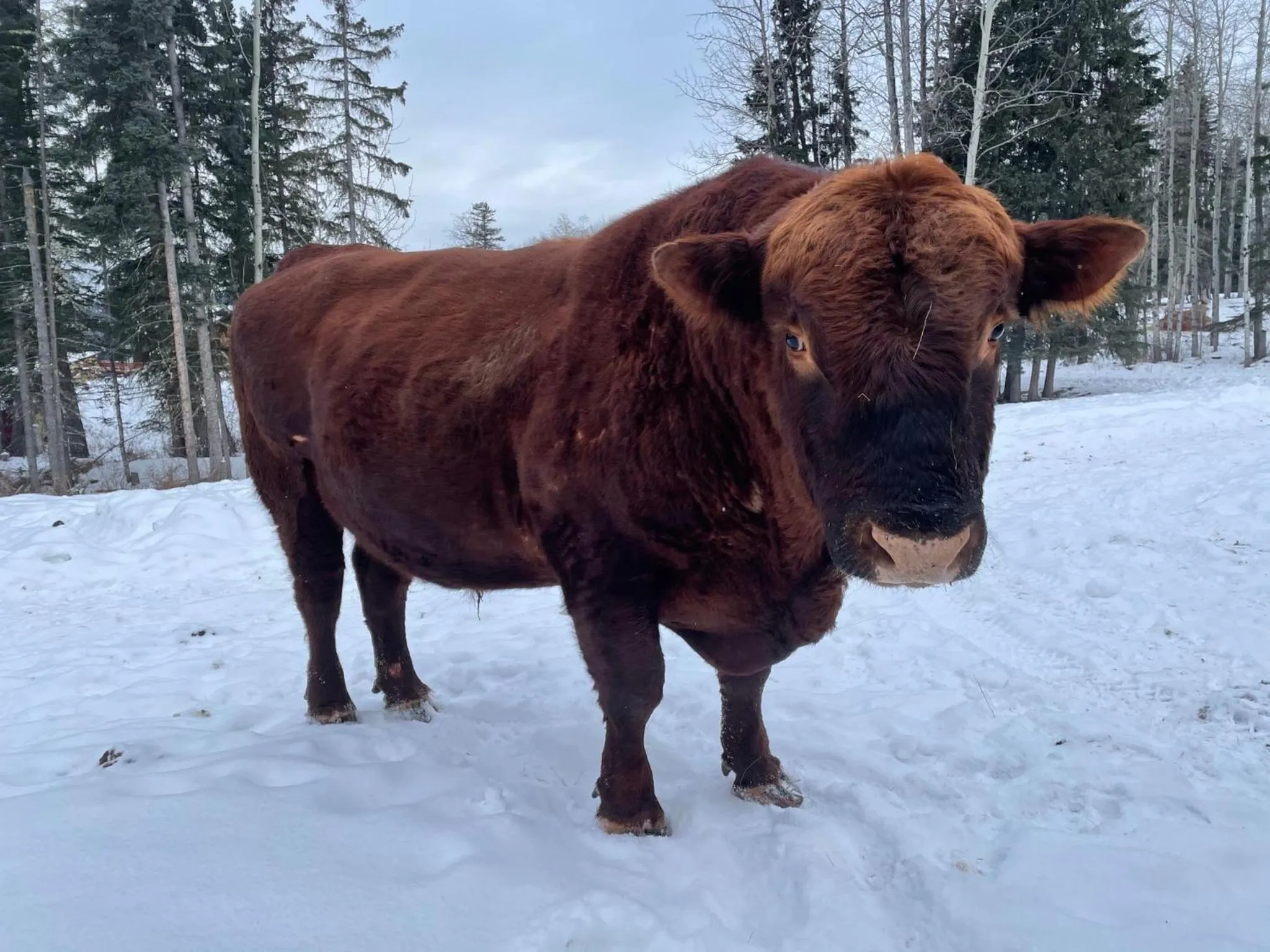 Montana Hill Guest Ranch